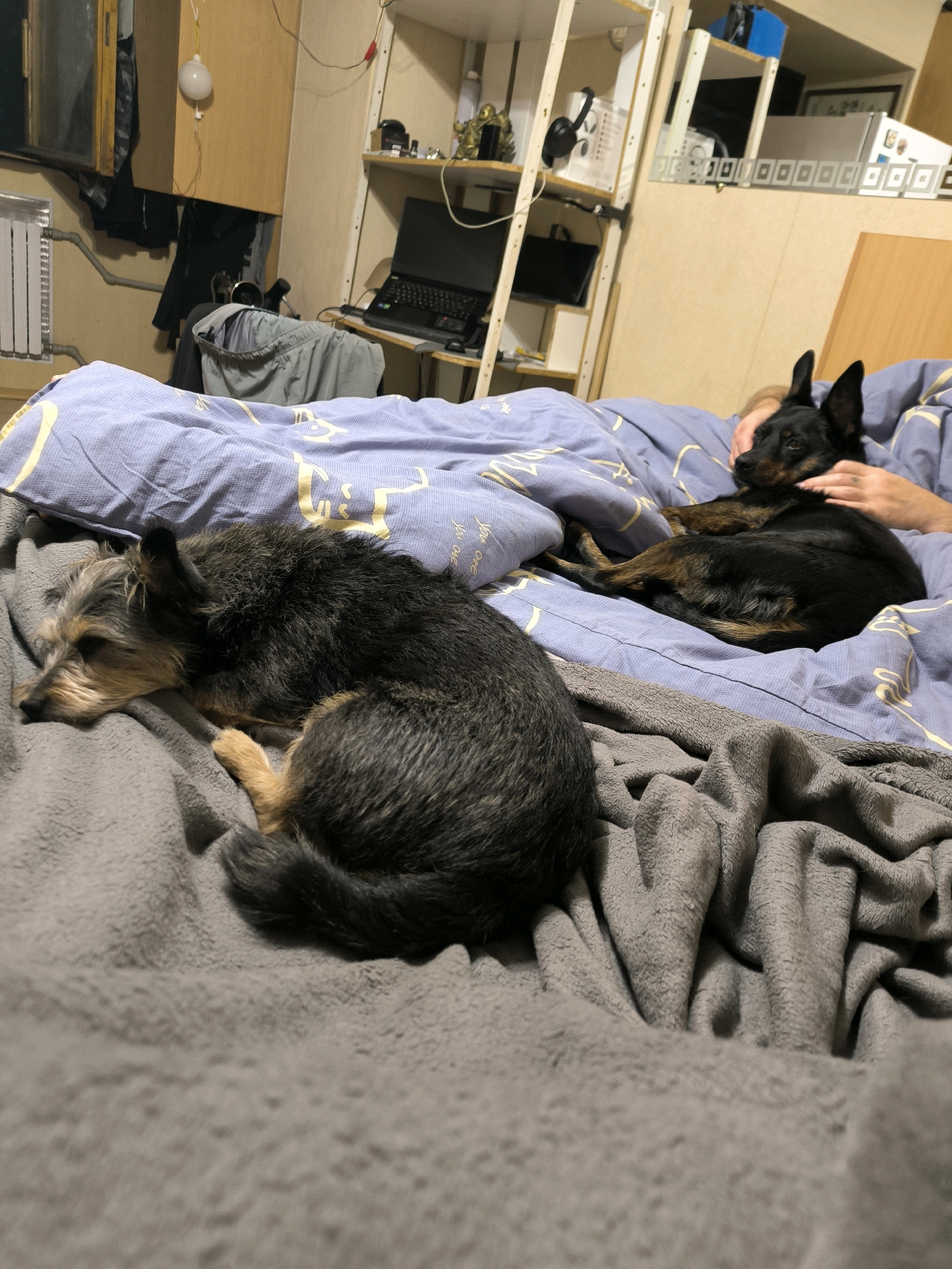 The image shows two dogs resting on a bed in a room. One dog, a smaller terrier mix with gray and brown fur, is lying on its side on a gray blanket, facing left. The other dog, a black and tan German Shepherd or similar breed, is curled up on a blue patterned duvet, with its head resting on a person's arm. The person's hands are visible, petting the black and tan dog. The background of the room appears cluttered, with shelves containing various items, a laptop on a desk, and clothing hanging on a wall. There is no indication of the location within the city of Mykolaiv, Ukraine.