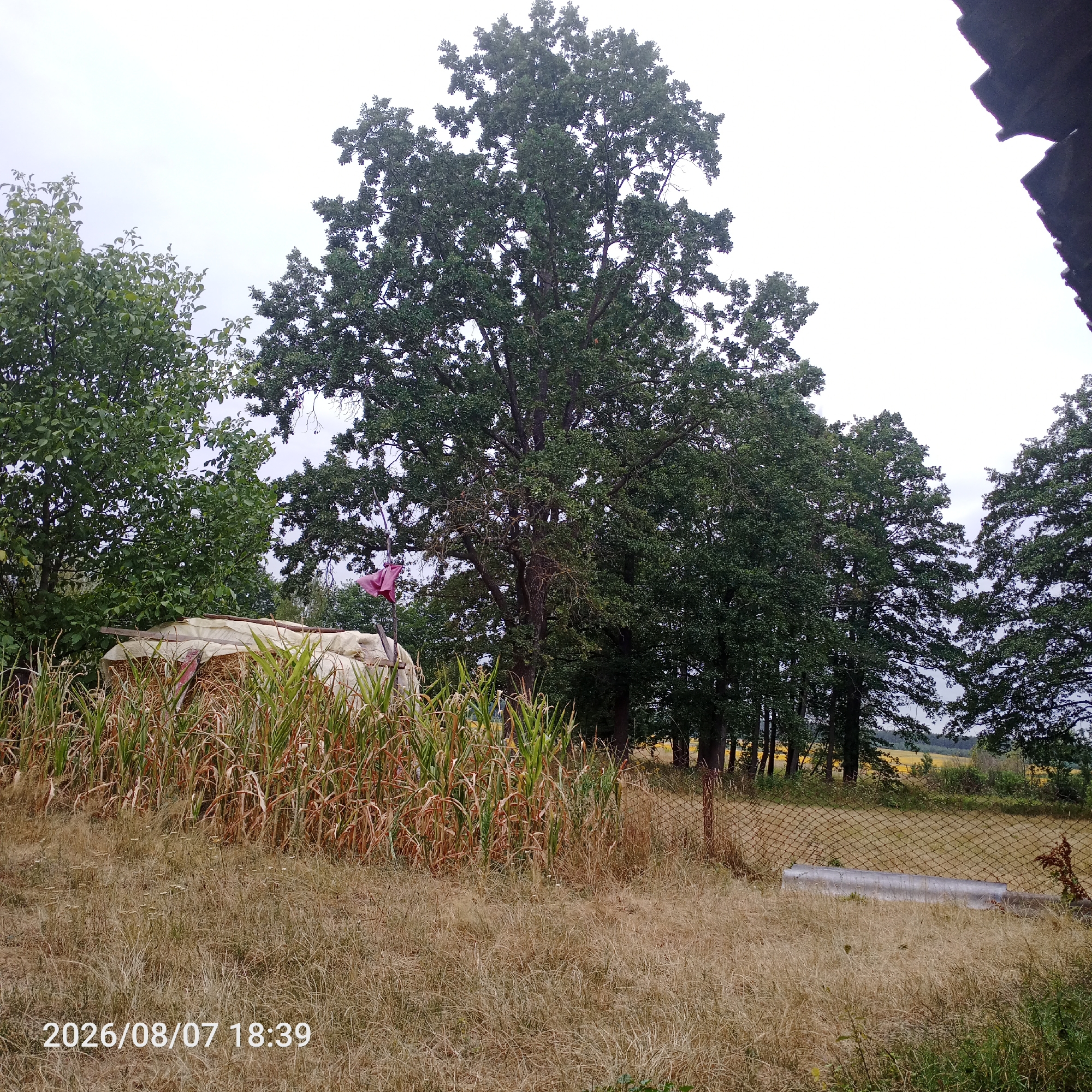 A date stamp in the lower left corner reads "2026/08/07 18:39". The image depicts an outdoor scene with dry, golden grass in the foreground. Behind the grass, a pile of hay is covered with a white tarp, and stalks of corn are visible. To the left of the hay pile, a pink object, possibly a piece of fabric, is attached to a pole. In the middle ground, a large oak tree dominates the scene, surrounded by other trees. To the right, a chain-link fence runs across the image, with a metal pipe lying on the ground behind it. In the background, a yellow field is visible, suggesting a rural or agricultural setting. The sky is overcast and gray. There are no visible people. The location is identified as Vereteno, Ukraine.