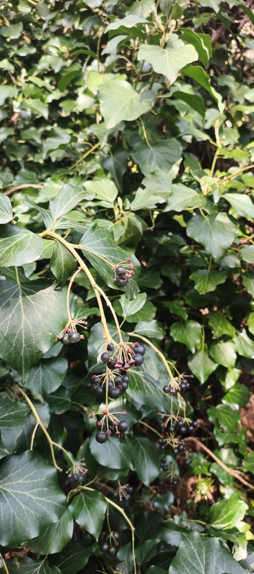 The image shows a close-up of an English ivy plant (Hedera helix) in what appears to be a natural setting. The ivy is laden with dark blue to black berries, some of which are accompanied by reddish-pink floral remnants, indicating that they recently flowered. The leaves of the ivy are a deep green and show prominent venation. The background is filled with more ivy leaves, blurring into a dense green mass. There are no visible people or any indicators of a specific location within Tbilisi, Georgia; the scene could be anywhere where English ivy thrives. The focus is solely on the botanical details of the ivy plant.
