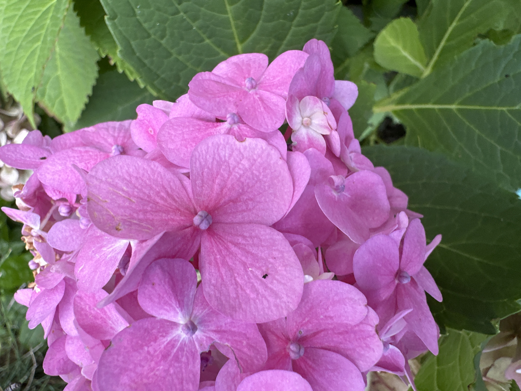 A close-up, eye-level shot shows a cluster of vibrant pink hydrangeas with green leaves in the background. The flowers are detailed, with visible veins on their petals and small purple centers. One of the petals has a tiny black insect on it. The lighting is natural and the focus is on the flowers. The image does not provide any information about the city of Podolsk, Russia.