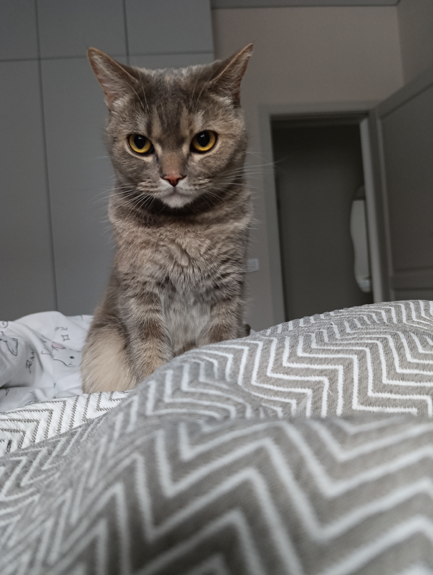 A medium-shot photograph depicts a gray tabby cat with yellow eyes perched on a bed. The bed is covered with white sheets patterned with gray zigzags and drawings. The cat is looking directly at the camera with a serious expression.
In the background, blurred, are gray walls and an open doorway. The location of the photo is likely indoors, possibly a bedroom. There is no evidence in the image to suggest the location is in the city of Chaikovsky, Russia.