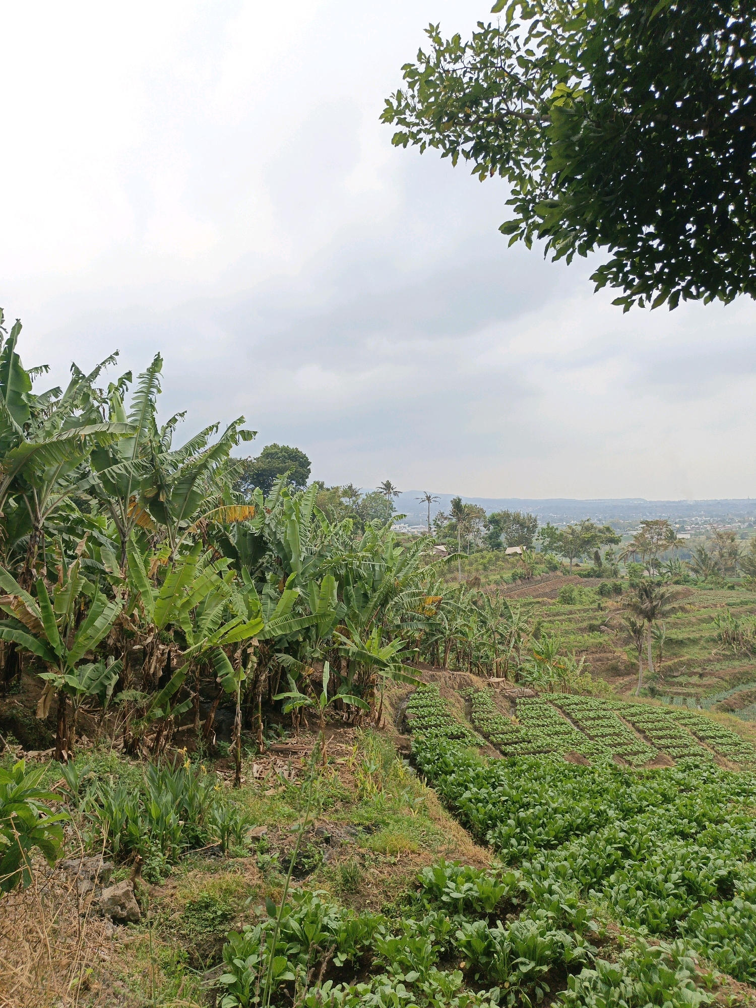 This image captures a vibrant agricultural landscape in the city of Batu, Indonesia. In the foreground, a dense plantation of banana trees dominates the left side, their large, green leaves creating a lush canopy. To the right, terraced fields are meticulously cultivated with rows of leafy green vegetables, likely crops such as spinach or bok choy. The terraces are a testament to the agricultural practices in the hilly terrain of Batu, creating distinct levels of cultivation.
Beyond the immediate crops, the landscape unfolds into a broader vista of rolling hills dotted with scattered trees and a few small structures, possibly houses or farm buildings. In the distance, a hazy urban or semi-urban area is visible, suggesting the proximity of a town or city within the wider region of Batu. The sky is overcast with clouds, indicating a diffused light that softens the overall scene. The image appears to be a still photograph taken from an elevated viewpoint, offering a panoramic view of the agricultural activities and the surrounding natural environment.