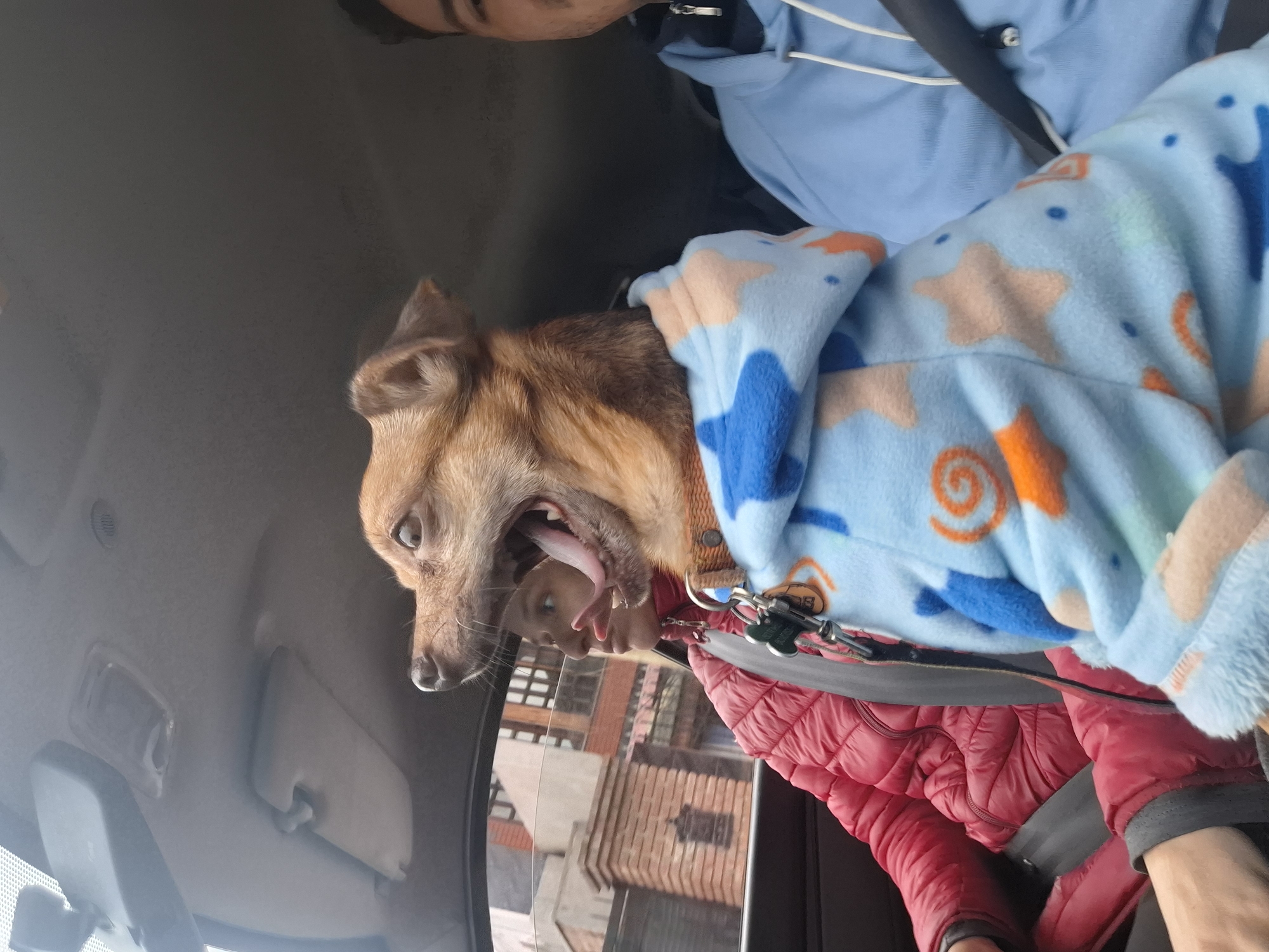 A light brown dog, wearing a blue pajama with stars and swirls pattern, is sitting in the front passenger seat of a car. The dog is yawning with its mouth wide open, showing its tongue. A woman wearing a red puffer jacket is in the driver's seat, looking to the left. Another person, partially visible on the right, is wearing a light blue hooded sweatshirt. The car interior appears to be a typical passenger vehicle with a grey headliner and sun visors. Outside the car window, buildings can be seen, suggesting an urban environment. The scene is likely taking place on a street in Wilde, Argentina, based on the prompt's context, as the architecture visible outside the window is consistent with the style of buildings found in Argentine cities.