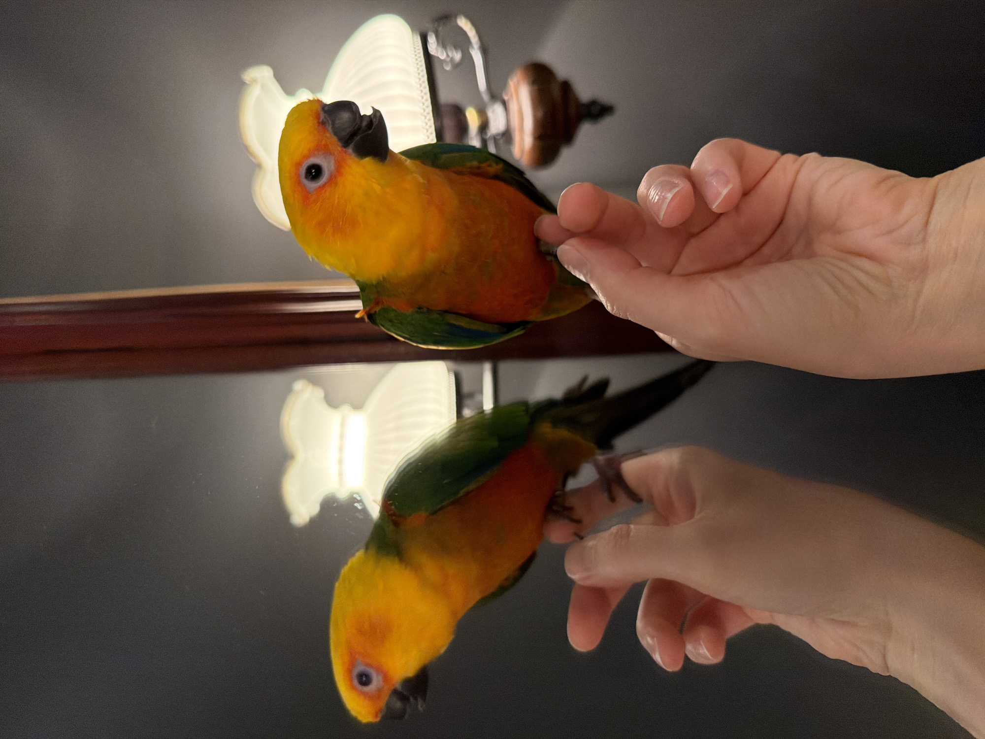 A close-up shot shows a Sun Conure parrot perched on a person's hand near a reflective surface. The parrot has bright yellow and orange plumage on its head and breast, transitioning to green and blue on its wings and tail. The person's hand is positioned to support the bird. The reflective surface creates a mirror image of the bird and hand below. In the background, a light fixture is visible. The setting appears to be indoors, likely a home. There is no evidence to suggest the location is in Khimki, Russia.