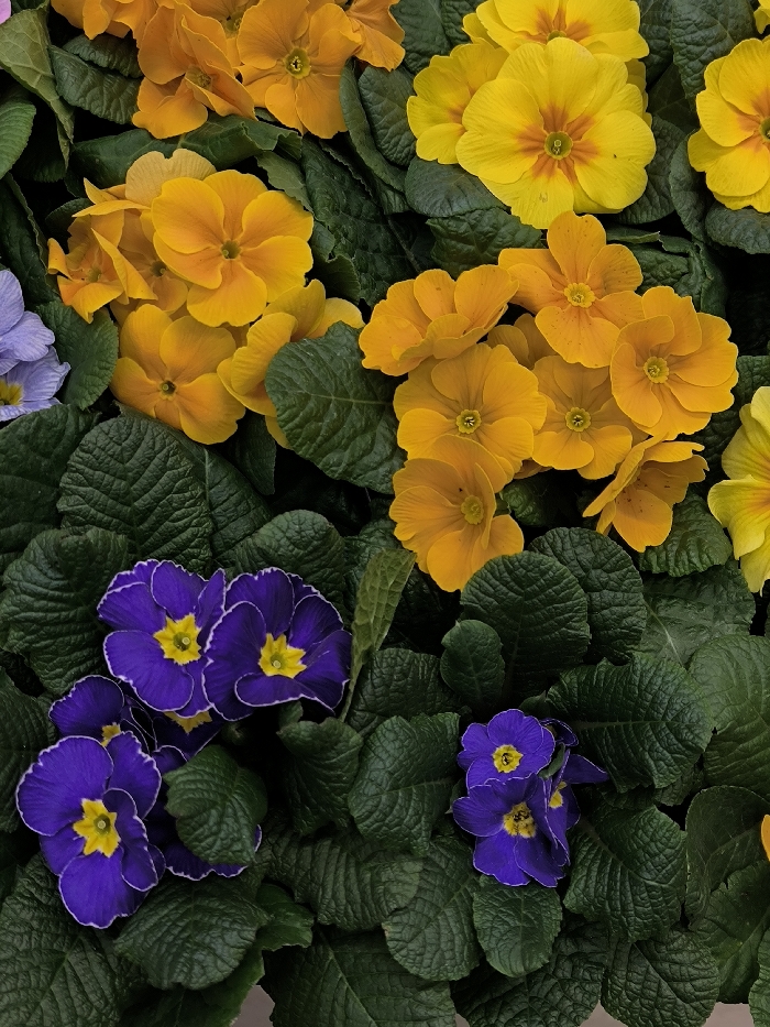 The image, located in Vinnytsia, Ukraine, depicts a dense, top-down view of numerous blooming primroses. The scene is filled entirely with clusters of flowers and their foliage, with no visible sky, ground, or man-made structures. Predominant flower colors include bright yellow and various shades of orange, which occupy the upper and central portions of the frame. Scattered throughout the lower and left sections are deep purple flowers, some with a faint white edge and a distinct yellow center. All visible flowers display five rounded petals. The foliage consists of dark green, heavily textured, and crinkled leaves that form a dense, undulating background, supporting the vibrant blooms. No people, animals, or extraneous objects are present. The lighting is uniform, illuminating the colors and textures of the plants.