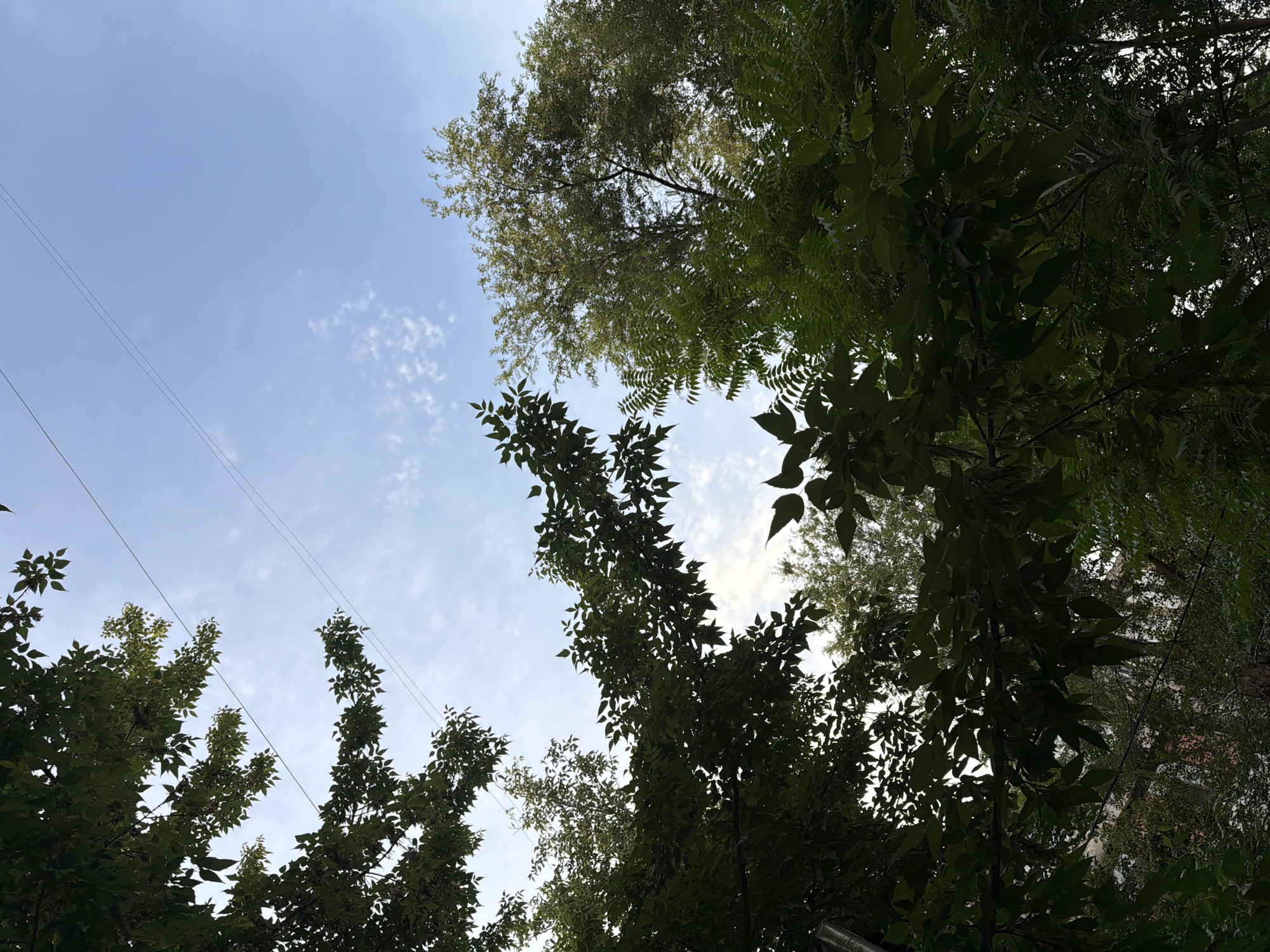The image depicts an upward view of trees and the sky, with power lines crisscrossing the scene. The foliage is dense and green, suggesting a natural or semi-natural environment within the city of Shymkent, Kazakhstan. The sky is a light blue with scattered white clouds. The perspective implies the viewer is standing beneath the trees, looking up towards the sky. The presence of power lines indicates an urban or suburban setting. There are no people or specific identifiable landmarks visible in the image. The overall impression is one of a peaceful, natural scene integrated into an urban landscape.