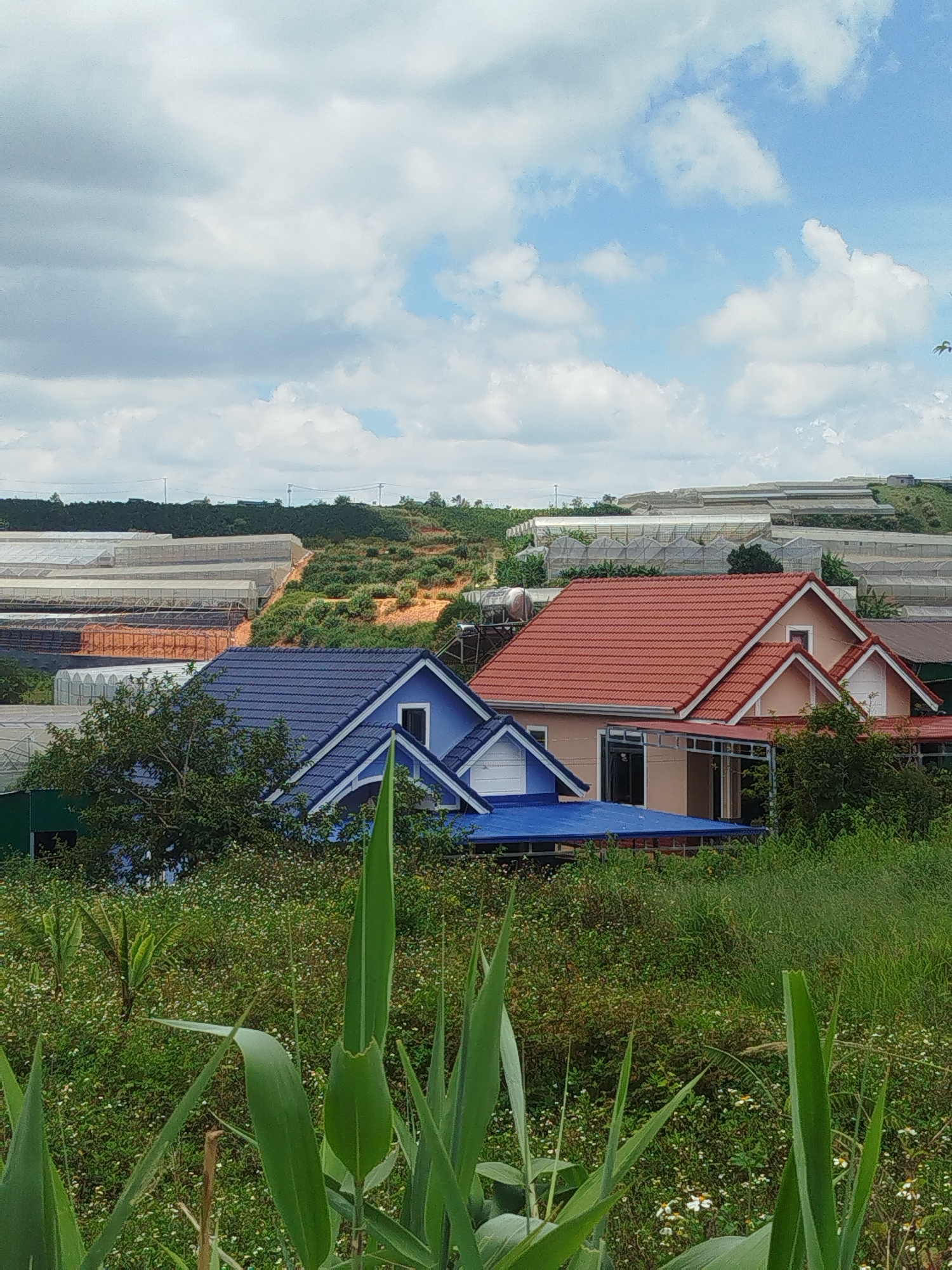 The image captures a view of agricultural greenhouses and residential structures nestled on a hillside under a cloudy sky. In the foreground, tall green grass and some small white wildflowers dominate the landscape. Behind the foliage, two houses are visible. The house on the left has a bright blue tiled roof and light blue siding. To its right, a larger house features a red tiled roof and pale peach-colored walls. Further up the hill, rows of agricultural greenhouses with white translucent coverings stretch across the terrain, indicating a farming area. The environment appears to be a rural or semi-rural setting, likely in Thôn 6, Vietnam, given the presence of greenhouses and the architectural style of the houses. The sky is partly cloudy with patches of blue. There are no people or animals visible in the image.