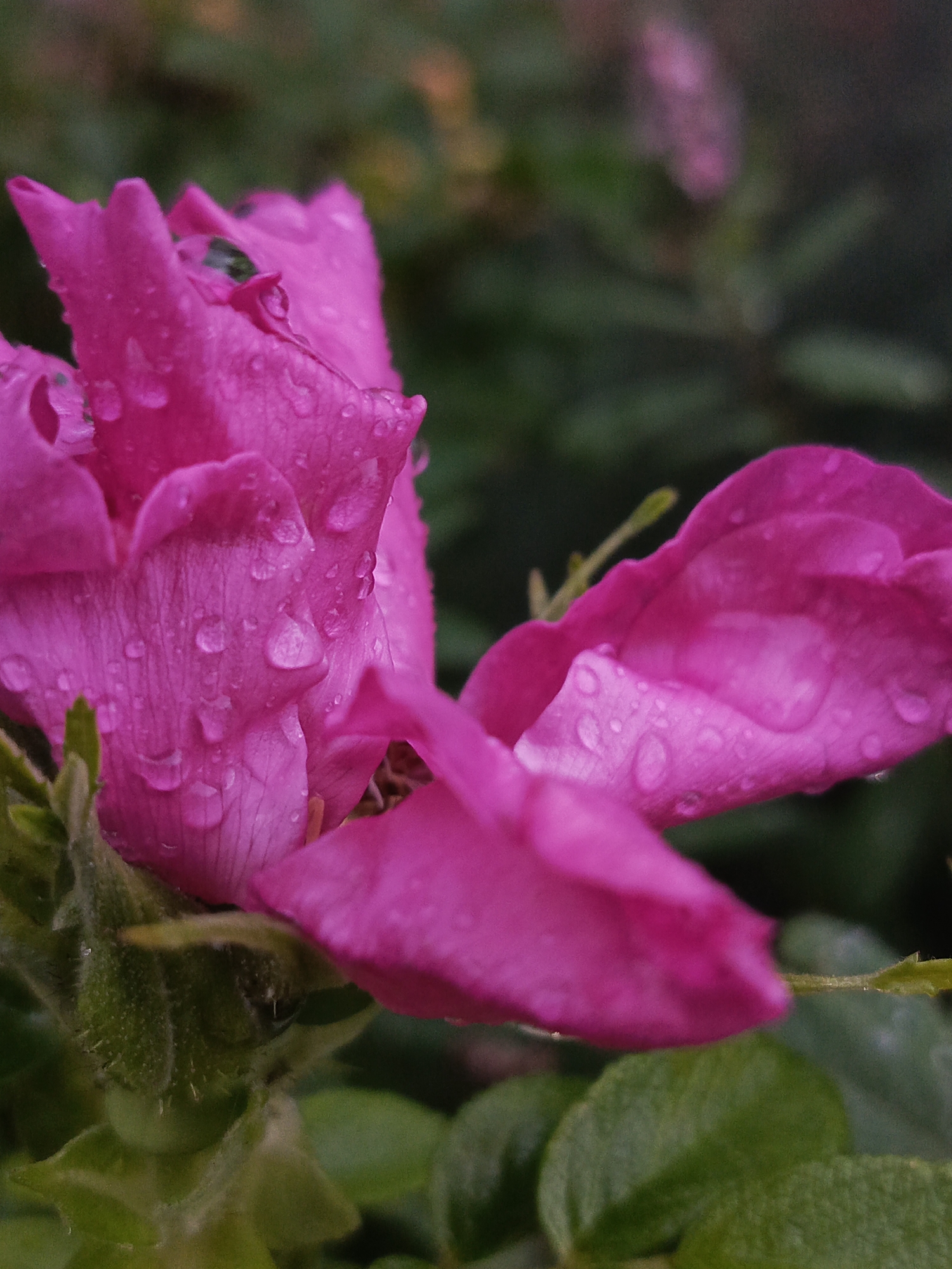 A macro photograph captures a vibrant pink rose covered in water droplets, likely from recent rain or dew. The rose's petals are delicate and slightly unfurled, revealing layers within. The background is a blur of green foliage, suggesting it is growing outdoors. The image is sharp, focusing on the texture and detail of the flower and the water droplets. There is no indication of a specific location in Chaikovsky, Russia, or any people, actions, or interactions. The scene is natural and still.