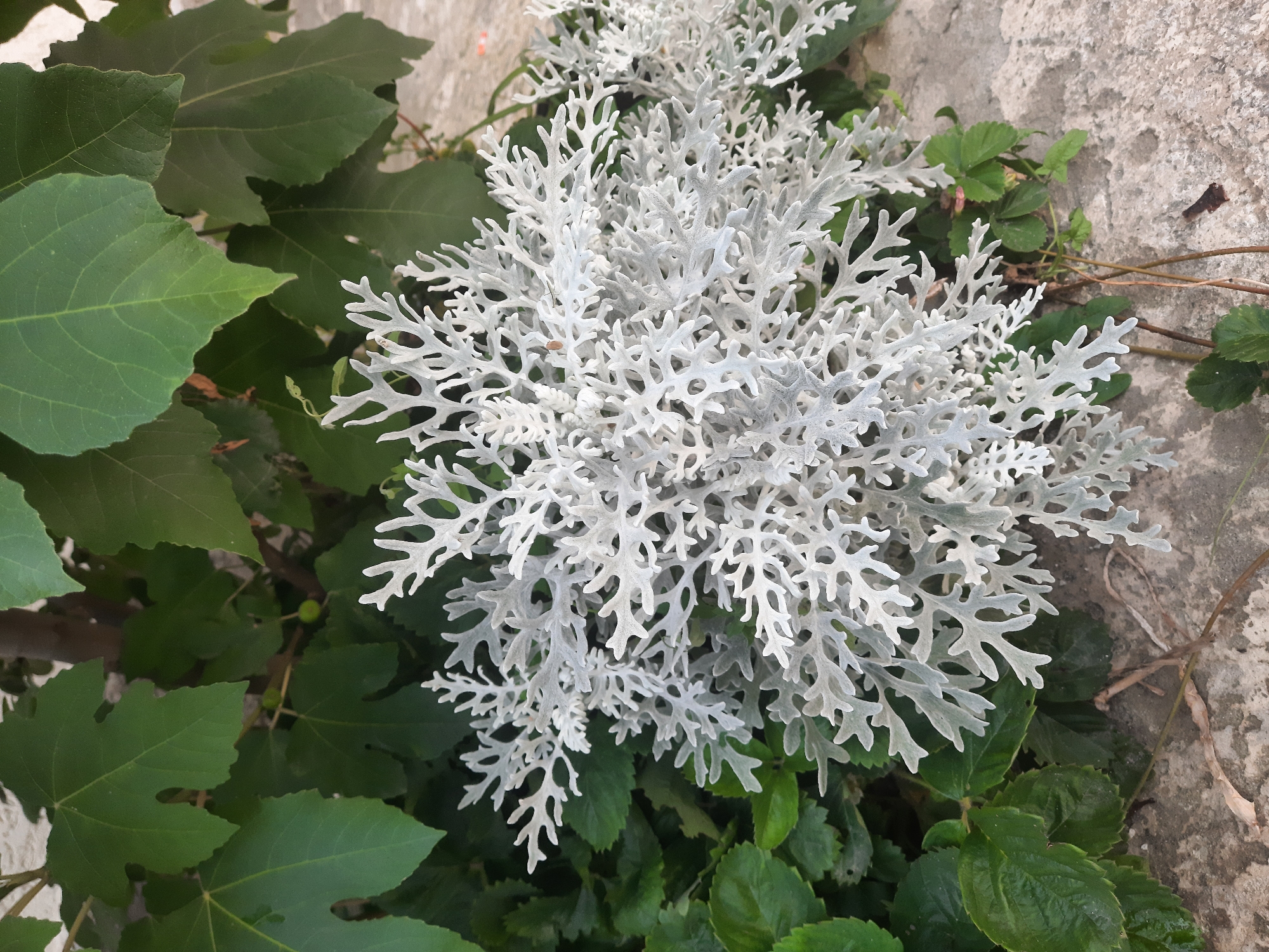 This media file shows a close-up, overhead view of a silver-leafed plant, likely a Dusty Miller (Senecio cineraria), surrounded by green foliage. The silver plant has a delicate, fern-like structure with deeply lobed leaves covered in fine white hairs, giving it a frosted appearance. It is positioned in the center and right of the frame, dominating the composition.
To the left and beneath the silver plant are large, dark green leaves of another plant, possibly a fig tree due to their distinctive shape. These leaves are broad and lobed, providing a strong color contrast to the silver plant. Scattered amongst the green leaves, some small, round green fruits are visible.
The background consists of a rough, light-colored textured surface, which appears to be a stone wall or a similar concrete structure. Thin, dry branches and vines weave through the greenery and against the textured background, suggesting an outdoor setting. The lighting suggests daylight, possibly overcast, as there are no strong shadows. The overall scene is one of lush greenery and contrasting textures, focusing on the intricate details of the plants. There is no text visible in the image. The location context is Gudermes, Russia.