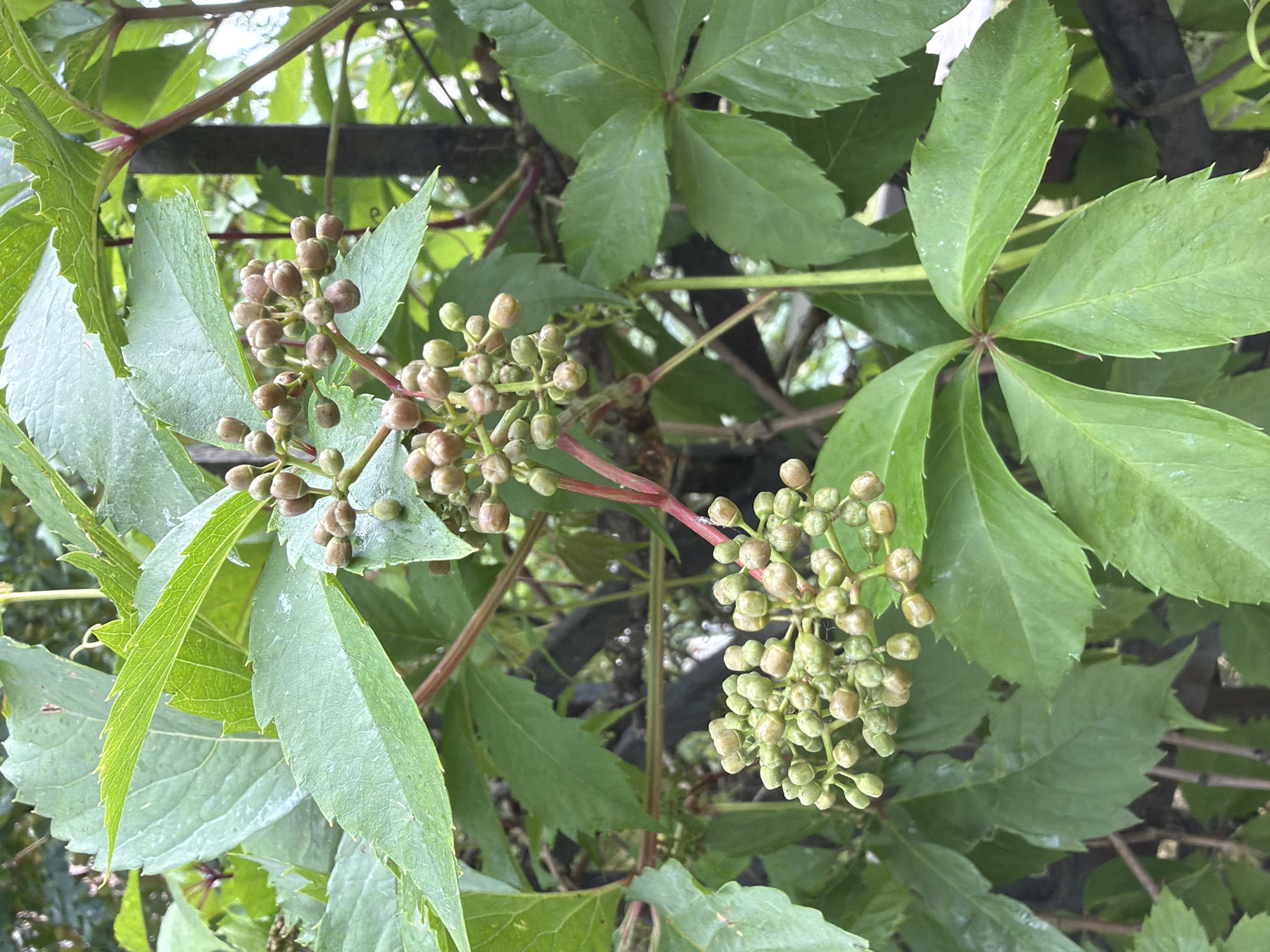 The image displays a close-up view of a plant with vibrant green leaves and clusters of developing berries. The leaves are compound, with multiple leaflets stemming from a central point, and have serrated edges. The berries, small and round, are clustered together on reddish stems, with some appearing green and others a lighter, brownish hue, suggesting they are in various stages of development. The background consists of more foliage and hints of a dark, vertical structure, possibly a fence or pole. The lighting suggests an outdoor setting, possibly a garden or natural area. The location is described as Unknown, Unknown.