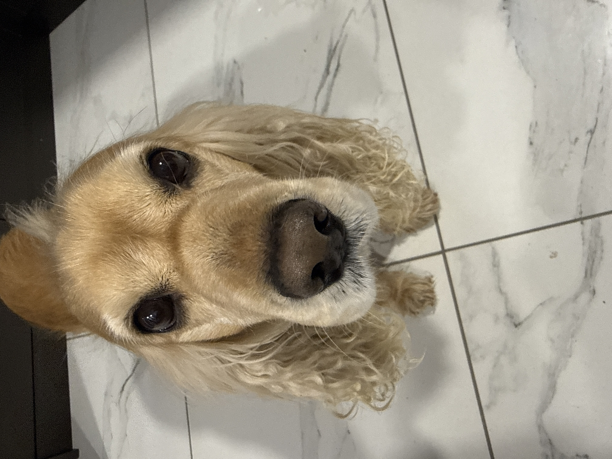 The image shows a close-up of a golden Cocker Spaniel dog looking upwards at the camera. The dog has long, golden fur and large, dark eyes. Its nose is black and wet. The dog is sitting on a white tile floor with dark grey grout lines. A dark object is visible in the upper left corner of the image. There is no indication of the city of Burgas, Bulgaria, or any other location information present in the image.