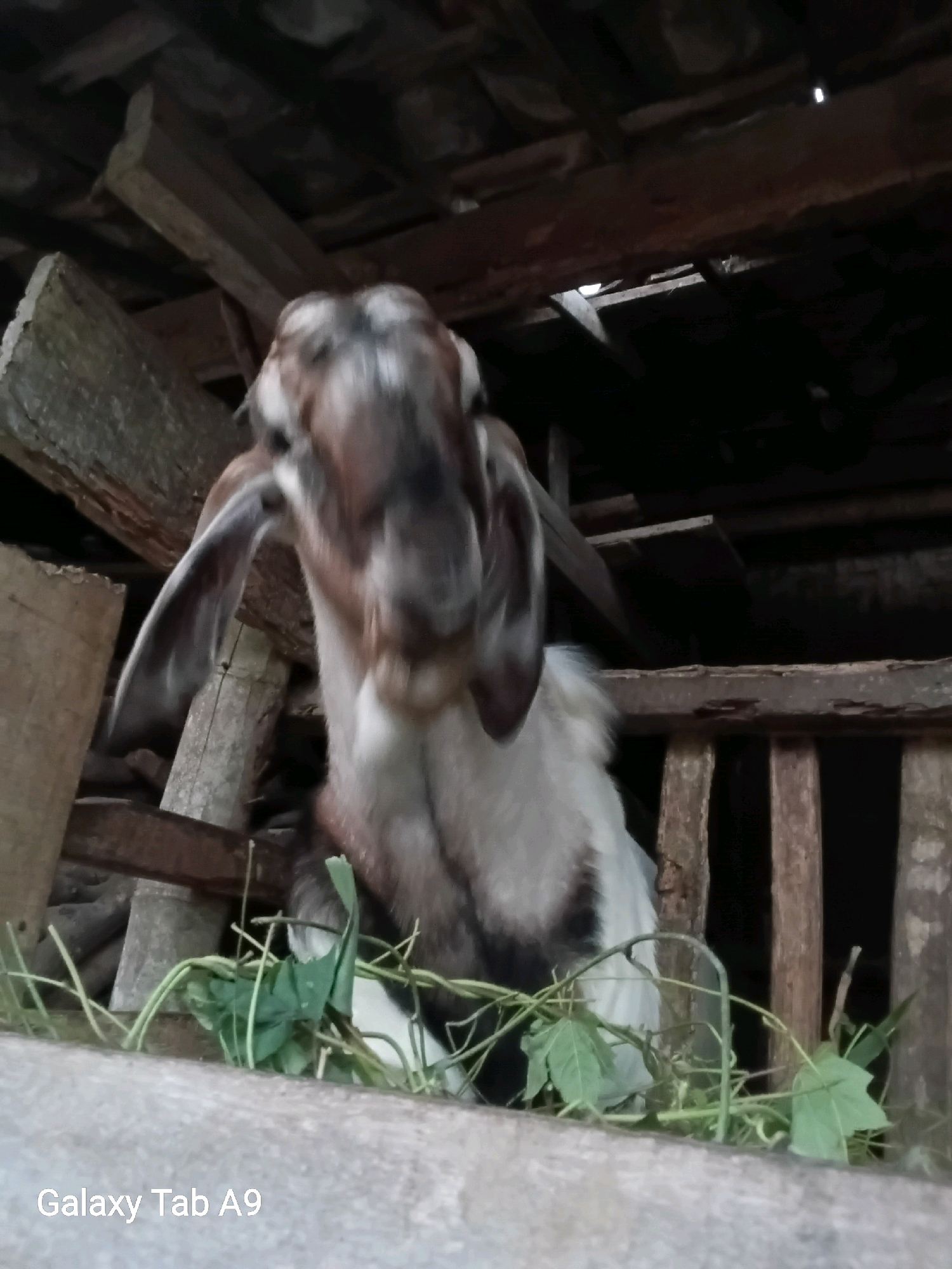 In Trenggalek, Indonesia, a close-up shot focuses on a goat within a rustic enclosure. The goat's head is prominent, with its long ears drooping and its face partially obscured by the low lighting. The goat has a brown and white patterned coat. It appears to be reaching for or eating some green foliage that is arranged in front of it on a wooden railing. The background consists of wooden beams and planks, suggesting a simple, handmade structure, likely a pen or stable. The lighting is dim, creating shadows and highlighting the textures of the wood and the goat's fur. The bottom left corner of the image displays the text "Galaxy Tab A9".