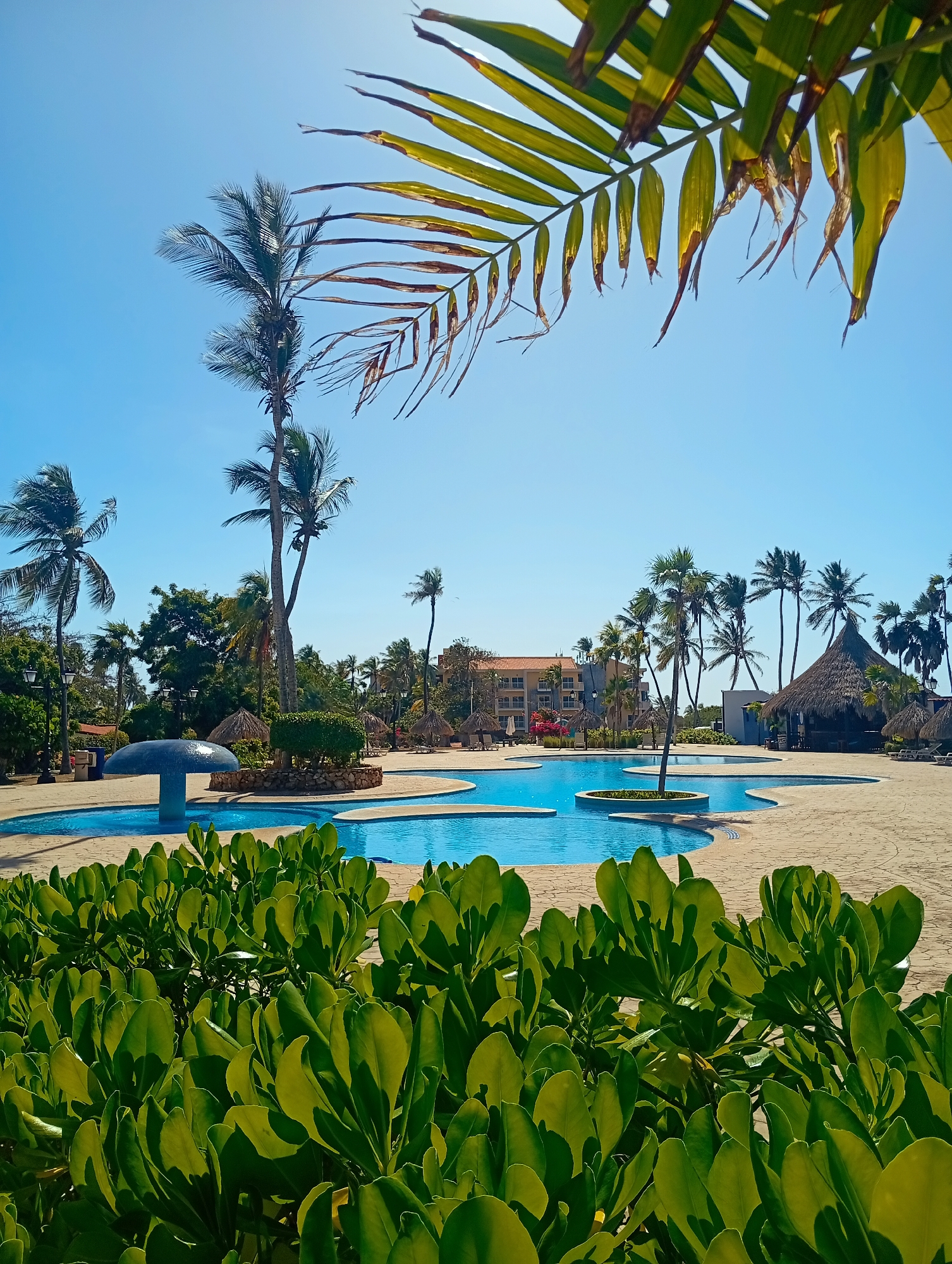 The image captures a scene at a resort in Playa El Agua, Venezuela, under a clear, blue sky. In the foreground, dense green foliage dominates the lower portion of the frame. Beyond the plants is a multi-tiered swimming pool with light blue water, irregularly shaped with land features inside. Palm trees surround the pool, and some have thatched-roof structures beneath them. In the background, a multi-story building with a light-colored facade is visible. The overall atmosphere is bright and tropical.