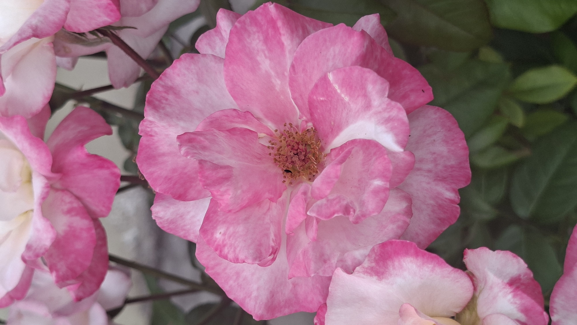 A close-up, vertical shot captures a vibrant pink and white rose in bloom, set against a blurred green foliage background. The rose's petals exhibit a gradient of color, from deep pink at the edges to a softer pink and white towards the center. Several smaller roses, also in shades of pink and white, are visible in the background, some fully open and others still forming. The lighting is soft, highlighting the delicate texture of the petals and the intricate details of the rose's stamen. The image appears to be taken outdoors, likely in a garden. No specific location in Myadzyel, Belarus, can be identified from the visual information provided.
