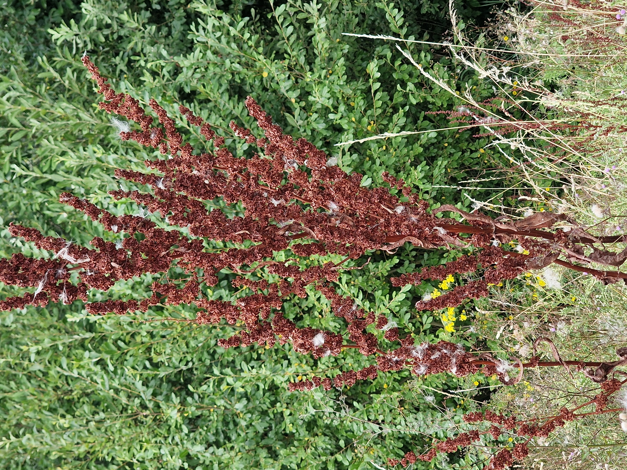 A close-up, eye-level, vertical shot captures a cluster of dried, reddish-brown seed stalks from a plant, possibly sorrel, set against a backdrop of lush green foliage. The seed stalks are tall and multi-branched, with many small, withered seed clusters. Some of the seeds have detached and are floating, appearing as wisps of white fluff caught on the stalks and in the air. In the middle ground, a few small yellow wildflowers are visible, peeking through the dried stalks. The foreground consists of dry, light-colored grasses and other low-lying plants, adding texture to the scene. The overall environment suggests a natural, uncultivated area, potentially a roadside verge or a wild garden space within Canterbury, United Kingdom. The lighting is even, indicating an overcast or shaded day. No people or animals are present in the image.