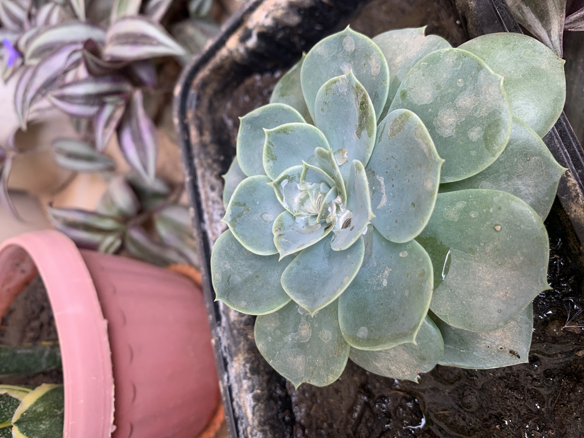The image shows a succulent plant in a black plastic container, likely outdoors. The succulent has a rosette shape with blue-green leaves. There are water droplets and some blemishes on the leaves. The surrounding soil appears damp. To the left of the succulent, a pink pot with another plant is partially visible, as well as another unidentified plant behind the succulent. There's no discernible information in the image to suggest that the location is in the city of Farin Yashe, Nigeria. There are no people visible.