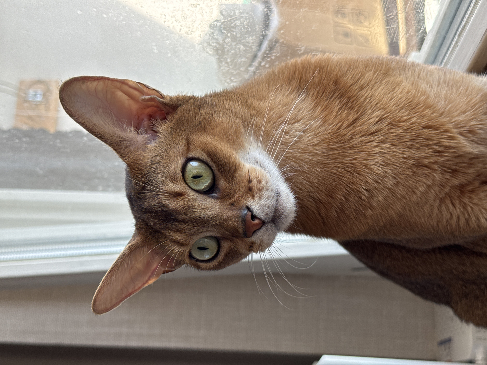 A close-up, medium shot depicts a ginger Abyssinian cat, seemingly indoors. The cat is angled head-down, and faces the viewer with a curious expression. Its eyes are light green. The surrounding environment appears to be a window, with visible traces of condensation on the glass. The background is blurred, but there are glimpses of an exterior scene. Based on the request for location information, it is presumed the image was taken in Chaikovsky, Russia.