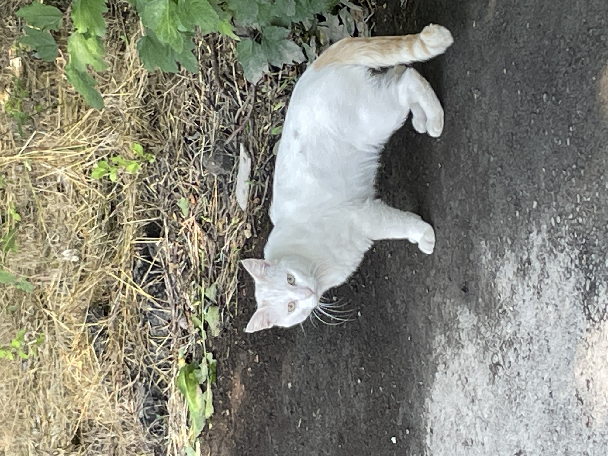 An adult white domestic cat with light brown markings on its tail stands on dark asphalt pavement in an outdoor setting. The cat is facing the camera with its body slightly turned. Behind the cat, there is dry, straw-like vegetation and some green foliage. The ground is a mix of dark asphalt and lighter, textured pavement. The image appears to be taken during the daytime, with natural lighting. The location is specified as Cherkessk, Russia.
