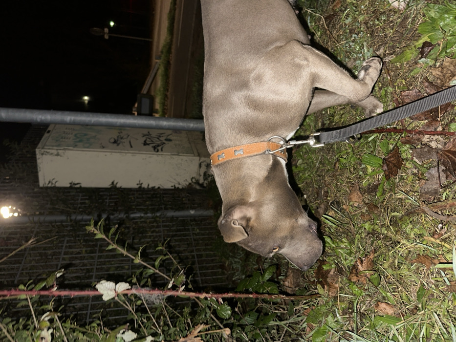 A gray-blue pitbull stands on grass, attached to a black leash and brown collar decorated with bone shapes. The dog's head is lowered, sniffing at the ground. To the left, a metal fence and a white box with graffiti are visible. Streetlights glow in the background. The photo appears to be taken at dusk or night, with low lighting.