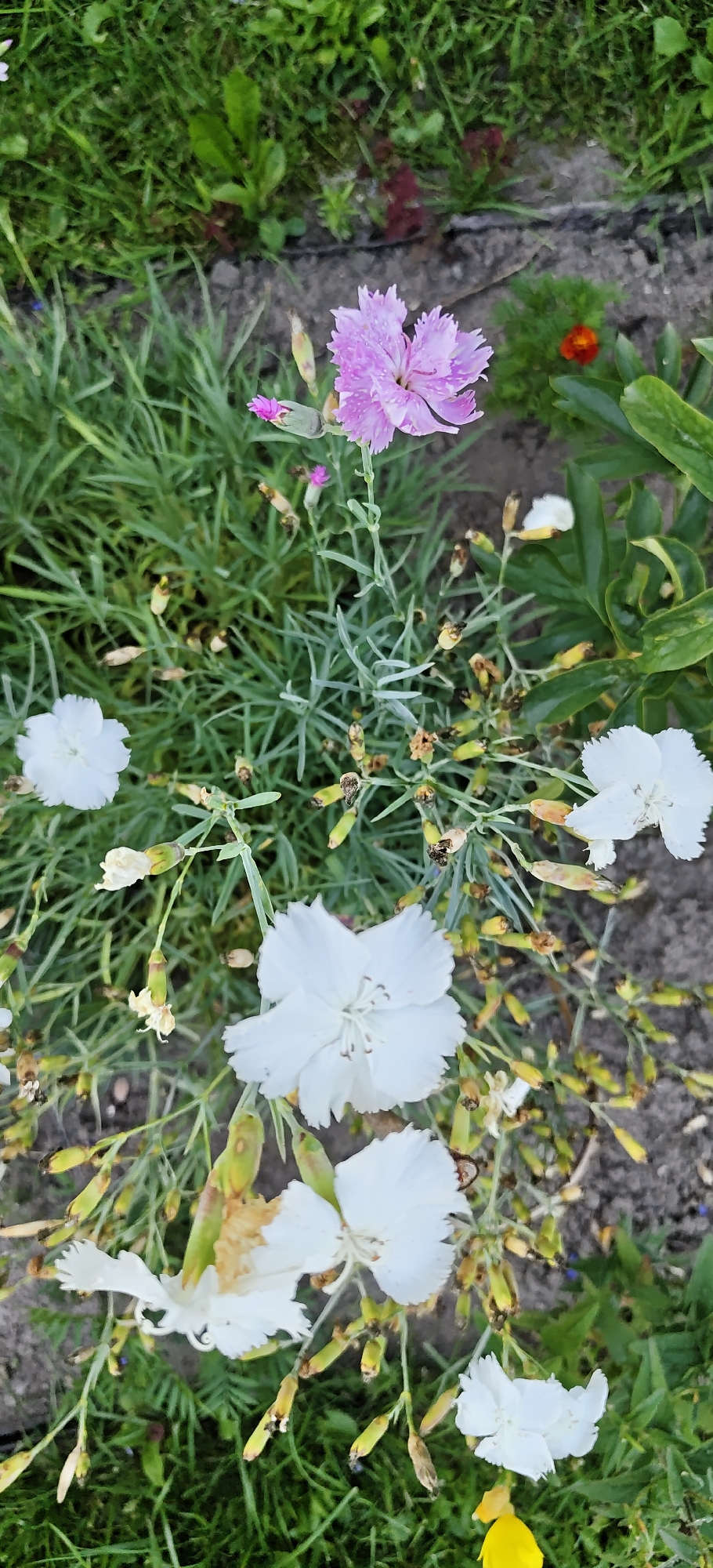 A close-up, top-down shot captures a patch of garden flora. The primary subjects are several carnation flowers, with one prominent, ruffled pink bloom at the top center. Surrounding it are several white carnations, some fully open and others budding or partially faded. The plants are densely packed, with thin, grass-like green foliage and numerous seed pods, some appearing dried and brown. The background consists of a mix of green grass and darker soil. The scene appears to be a residential garden in Noginsk, Russia, possibly photographed in the summer. There are no people or animals visible.