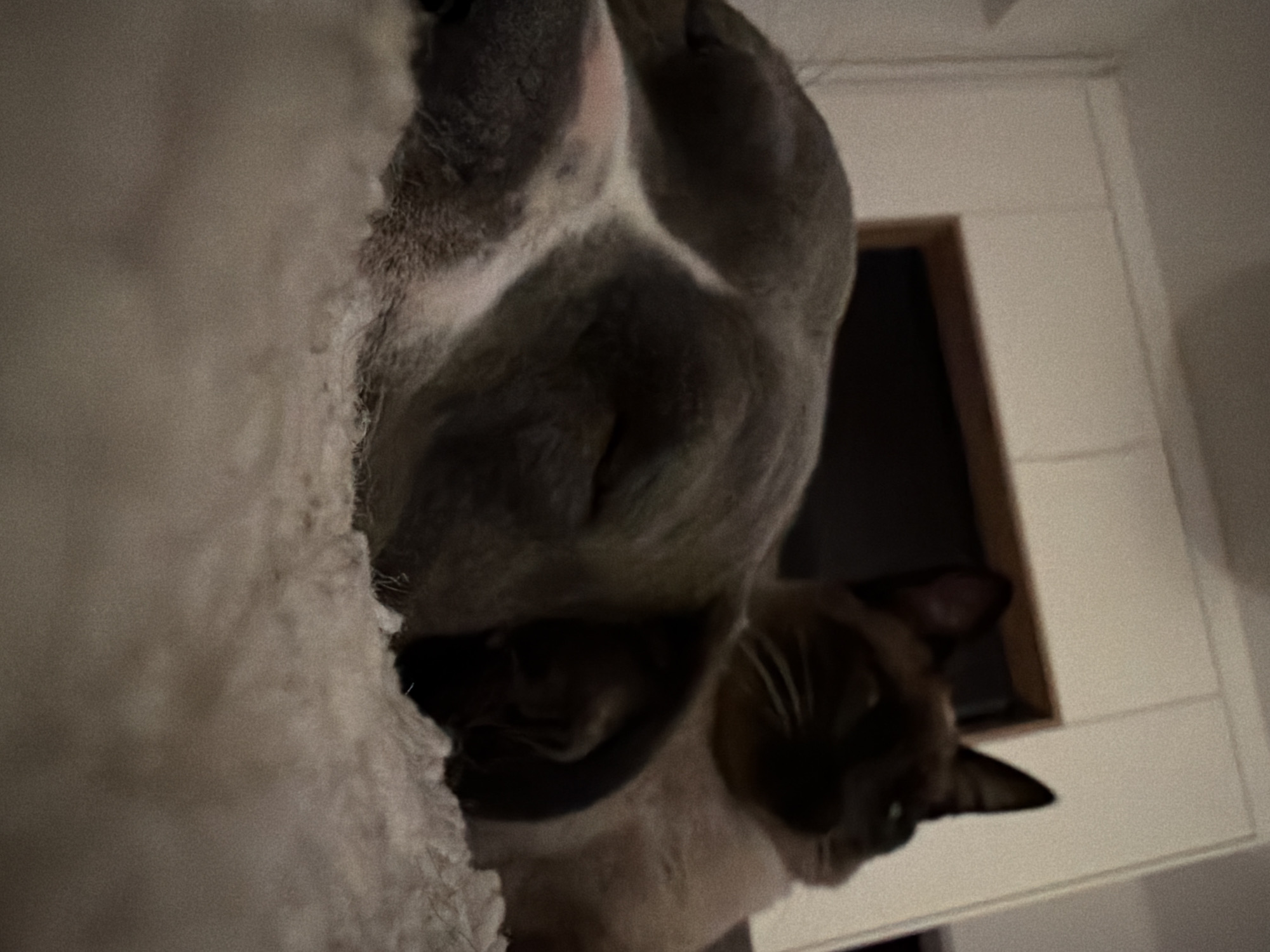 A close-up, low-angle shot shows two cats. The foreground is dominated by a white, fluffy surface. Above this, a grey and white cat is positioned, appearing to look down. Further back and partially obscured, a Siamese cat is also visible, its face turned toward the viewer. A white cabinet with a dark, framed opening is present in the background. The location and city are not discernible from the visual information provided.