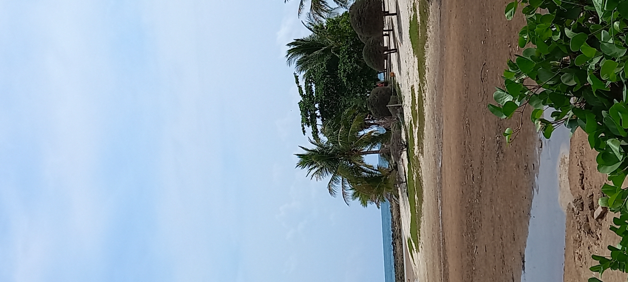 The image shows a beach scene in Baan Chaloklum, Thailand. The sky is light blue with few clouds. Several palm trees are visible along the shoreline. The sand is a mix of brown and tan, with some areas appearing wet. A patch of green foliage is in the foreground. The water is a strip of blue along the horizon. There is no human activity present in the picture.