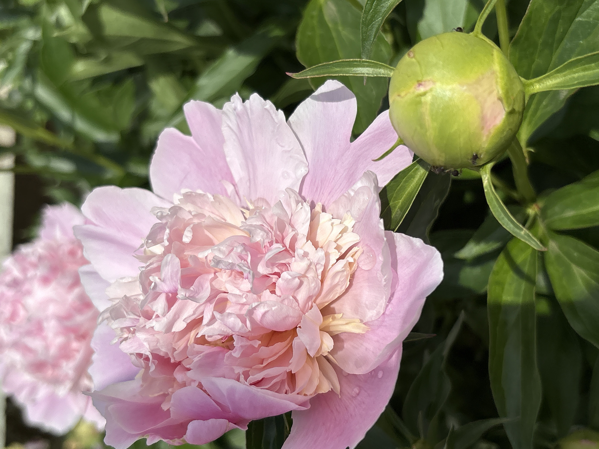 A close-up, vertical shot shows a large, layered pink peony flower in bloom, with its delicate petals unfurling. The flower is in the foreground, with its center showing hints of cream and yellow. Water droplets are visible on some of the petals. To the right and slightly below the flower, a round, green peony bud is present, with several small, dark ants crawling on its surface. The background is filled with lush green foliage, with another blurred pink peony visible further in the distance. The scene is set outdoors, likely in a garden, given the presence of blooming flowers and foliage.