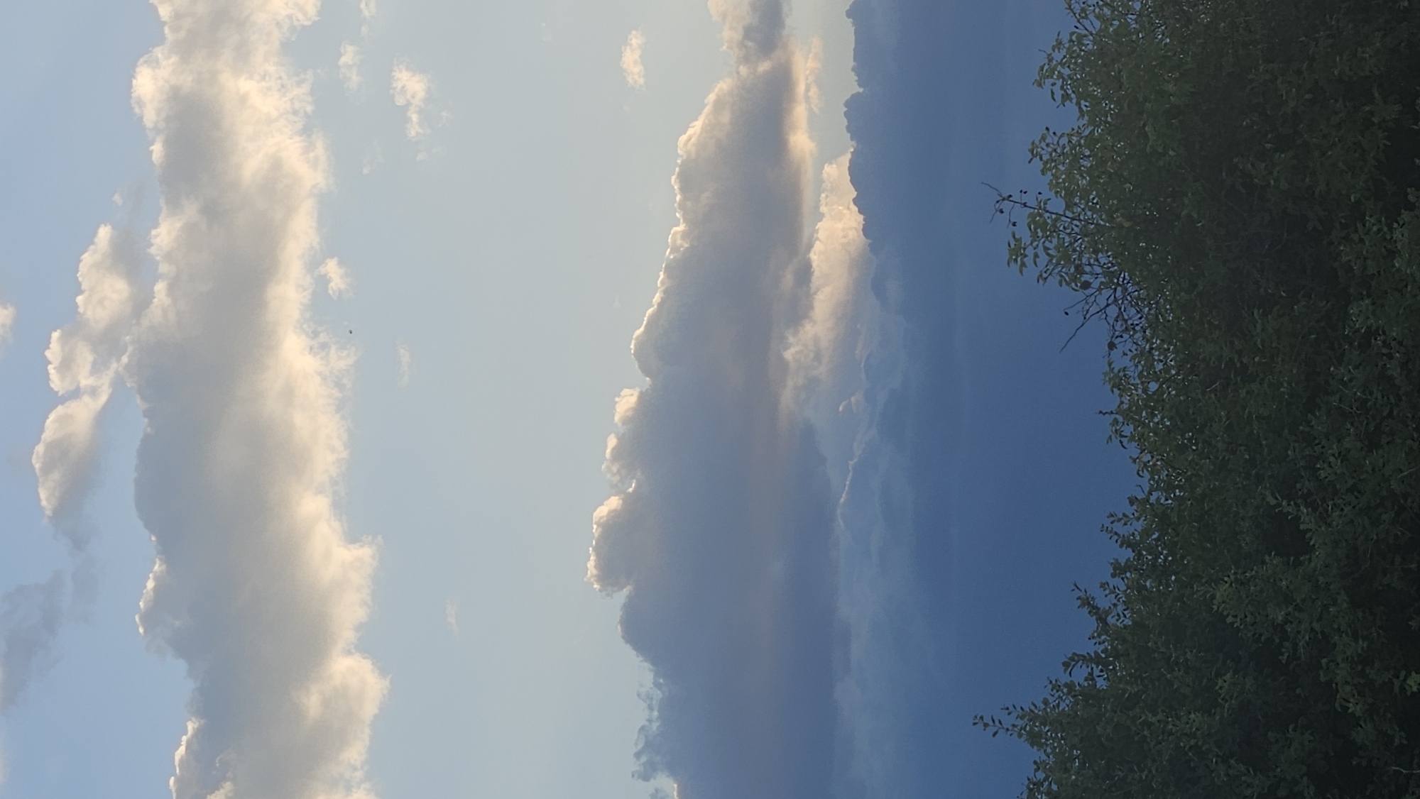 A low-angle, vertical medium shot captures a vast expanse of sky filled with clouds, with the tops of dark green trees visible at the bottom of the frame. The sky transitions from a bright, clear blue at the top to a deeper, darker blue towards the horizon. White and light gray clouds are scattered throughout the sky, with some catching the sunlight and appearing golden. In the distance, a few very small dark objects, possibly birds, are visible. The trees in the foreground are dense and appear to be a mix of bushes and taller foliage.