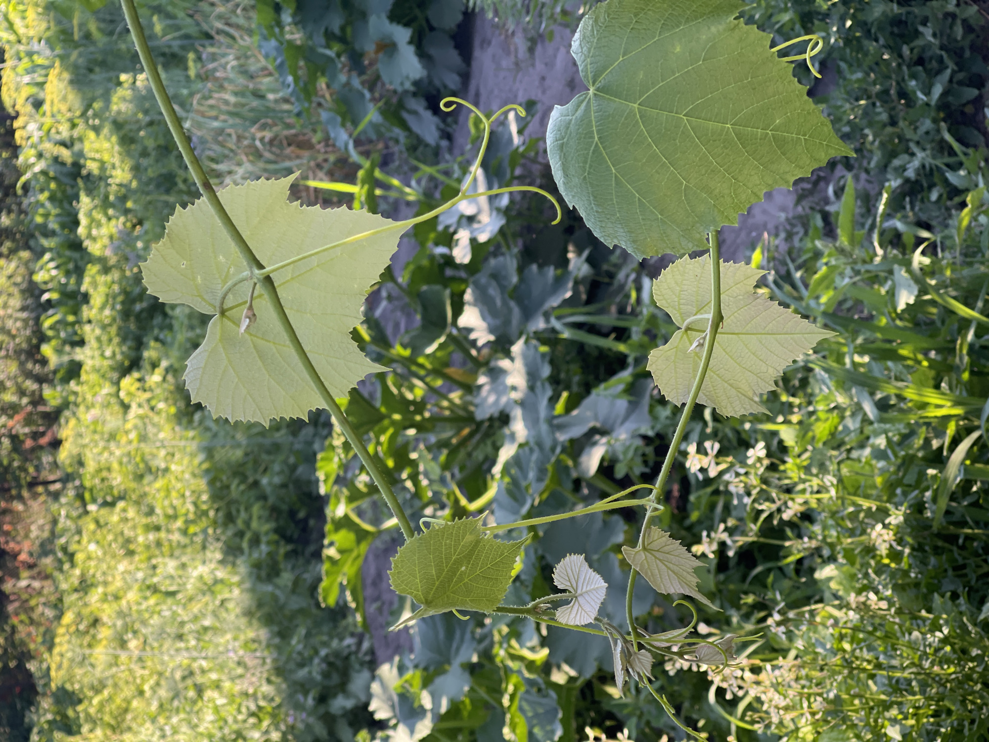 This is a vertical, close-up shot of a grapevine with large, light green leaves and delicate, curly tendrils. The leaves are veined and have serrated edges. The grapevine is growing amongst other greenery, including small white flowers. The background is blurred, suggesting a shallow depth of field, and consists of various shades of green foliage. Sunlight is dappling through the leaves, creating highlights and shadows, indicating it is likely daytime, possibly late afternoon or early morning due to the warm light. The scene appears to be an outdoor garden or natural setting. There is no visible text.