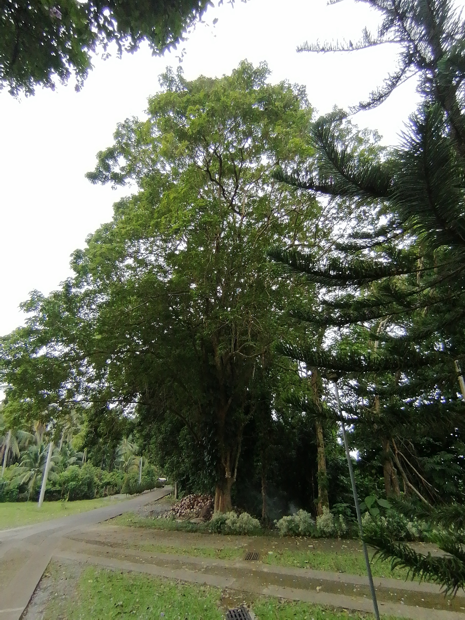 The image captures a lush, verdant outdoor scene dominated by a massive tree with a full, dense green canopy, positioned centrally and extending from the bottom to the top of the frame. To the right, tall, slender trees with distinct needle-like foliage, possibly pines or Araucaria, flank the central tree. In the background and to the left, dense tropical foliage, including what appear to be palm trees, creates a rich green backdrop.
A paved road or pathway, a mix of concrete and dirt, curves through the lower and middle ground of the scene, leading into the distance. Patches of green grass line the sides of the road, and smaller, light green shrubs are planted at the base of the main tree and along the path. Near the trunk of the central tree, a large pile of brown objects, likely coconuts, is visible. A utility pole or lamppost can be partially seen behind the trees on the right. The sky overhead is bright and uniformly white, indicating an overcast day. No people are present, and no specific activity is taking place. The overall impression is one of a tranquil, natural environment, characteristic of a tropical location like Davao City, Philippines. There is no visible text in the image.