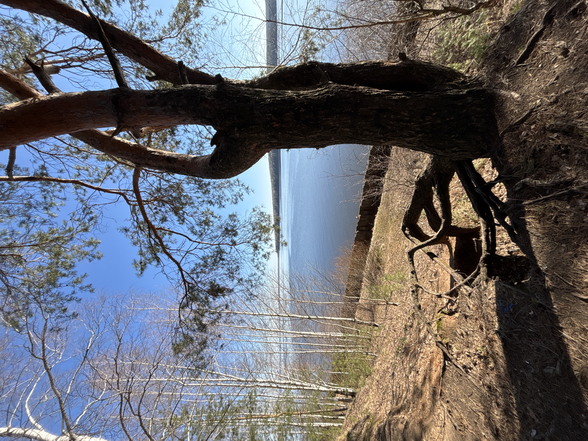 The image depicts a landscape with a water body visible in the background. A large, old tree dominates the foreground, its trunk and branches reaching across the frame. Bare trees are clustered on a slope near the waterline. The ground is covered with dry leaves and exposed tree roots. The sky is clear and blue. The location is Chaikovsky, Russia.
