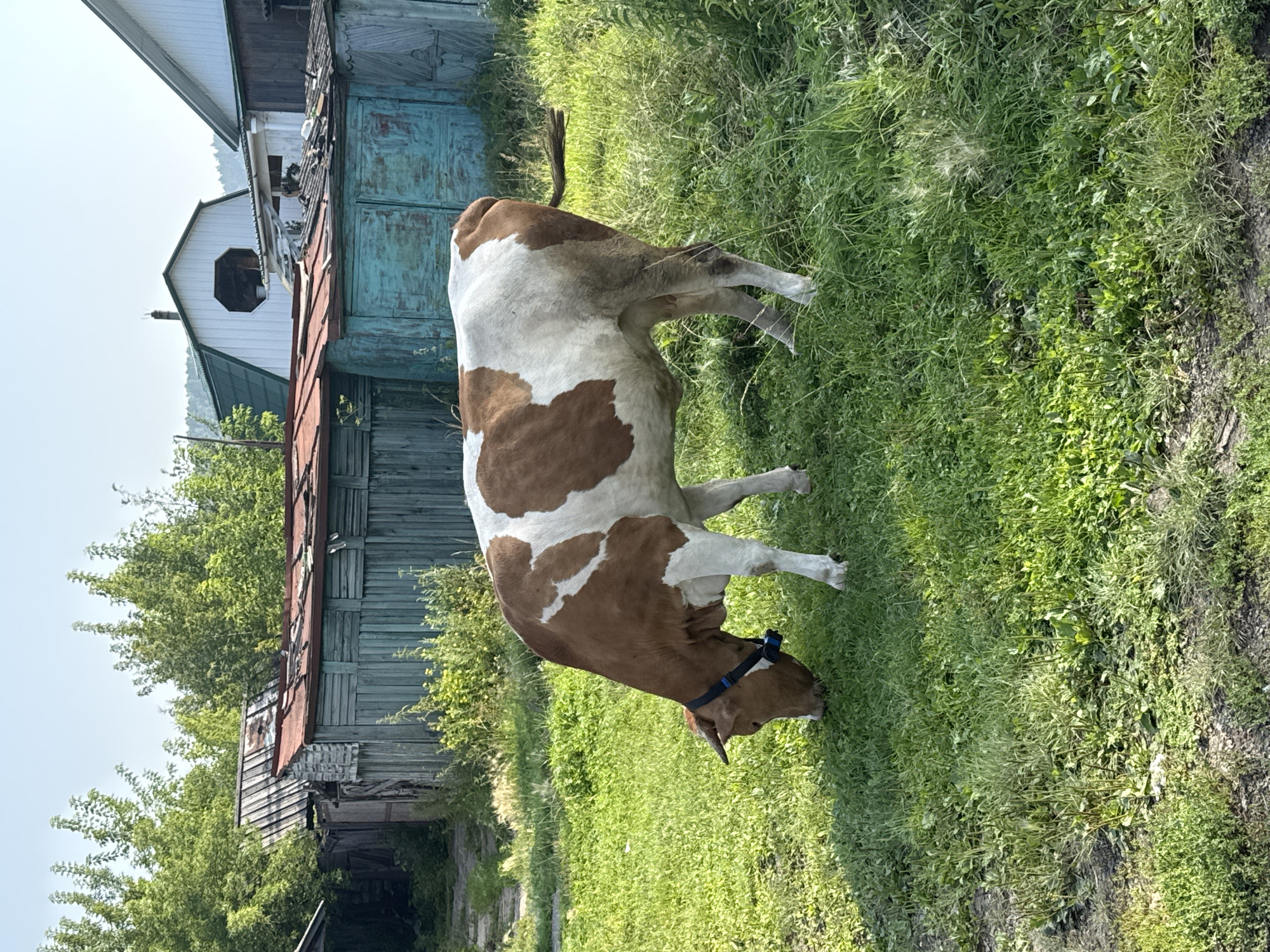A brown and white cow grazes in a grassy area in front of several weathered wooden structures with red and green roofs. The cow is facing left, with its head down, eating grass. It is wearing a blue collar. In the background, there are trees and more buildings, including a white structure with a green roof and a prominent octagon-shaped opening. The sky is clear and blue. The overall impression is of a rural or semi-rural setting, likely in the town of Ust-Mana, Russia, given the context of the requested location.