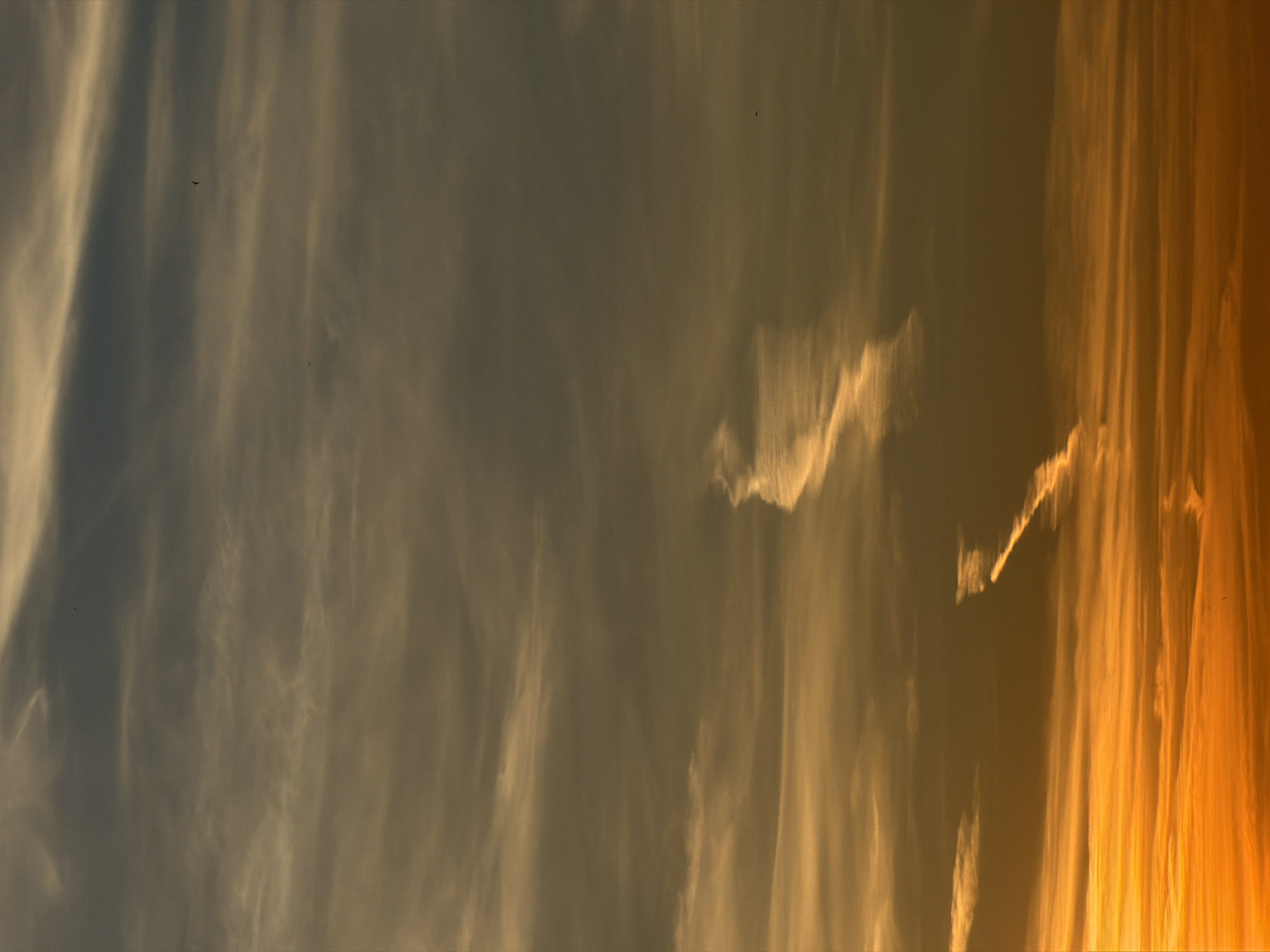 The image captures a panoramic view of the sky during either sunrise or sunset, presenting a dramatic gradient of colors and cloud formations. The right side of the frame is intensely lit with vibrant orange and golden yellow hues, indicating the sun's direct light, while the colors gradually soften to muted yellows, greys, and faint blues towards the left.
Wispy, elongated cloud formations, likely cirrus, stretch horizontally across the sky, catching and reflecting the warm light. These clouds appear as bright, streaky patterns, particularly illuminated on the right where they glow with the intense golden light. Towards the left, the clouds become more diffuse and blend into the cooler tones of the sky. The texture of the clouds varies from distinct, bright strands to more subtle, hazy patches.
Several very small, dark specks are visible against the illuminated sky, which are identifiable as birds in flight. One bird is more clearly silhouetted in the upper-left portion of the frame (as seen in the first crop), while other less distinct specks appear elsewhere.
The scene depicts a natural outdoor setting, emphasizing the expansive sky. The warm, directional lighting strongly suggests the golden hour of either morning or evening. The clouds appear to be high altitude, contributing to the serene and atmospheric quality of the image. No human activity or artificial elements are present, and there is no visible text.