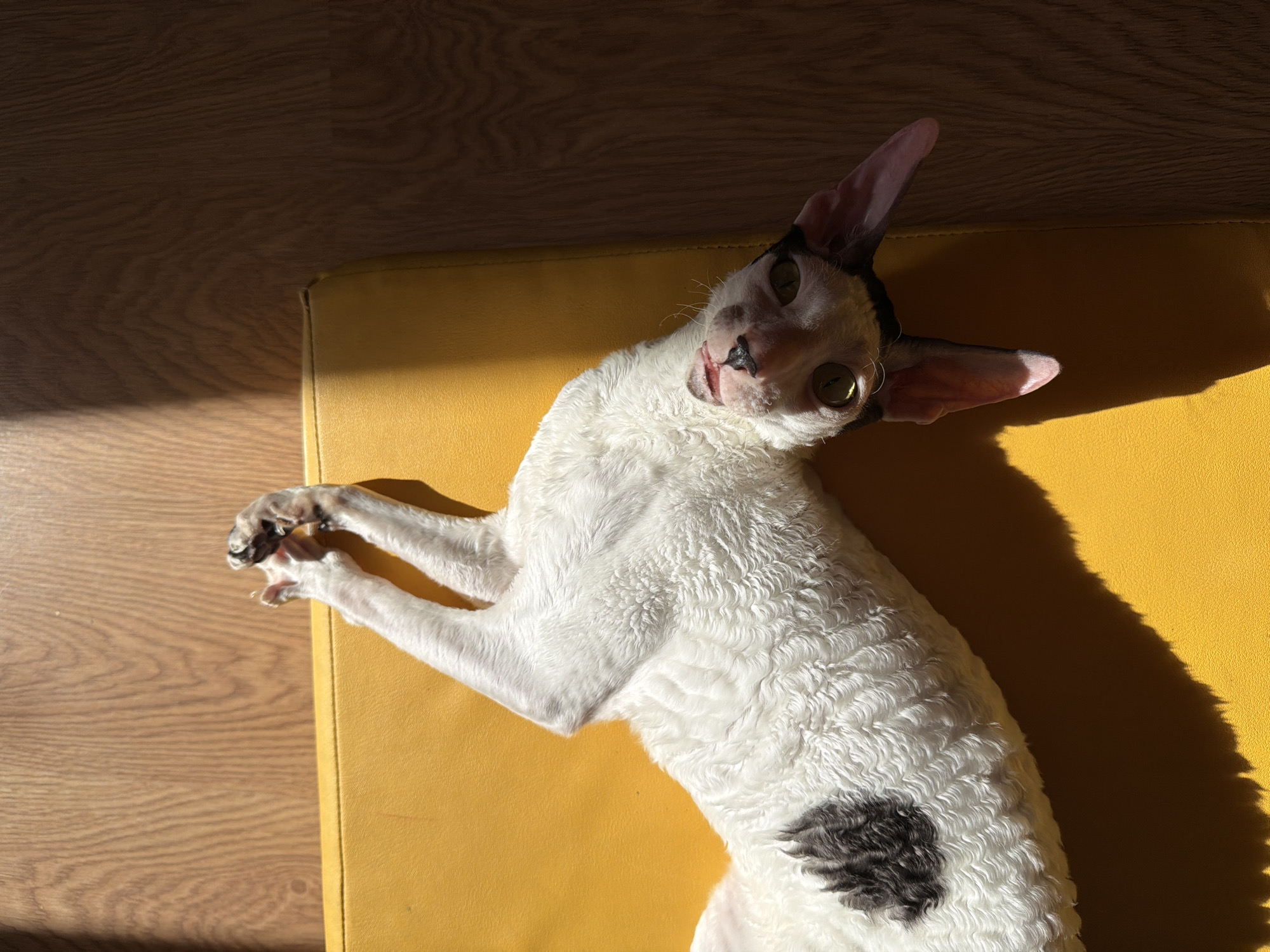 A Cornish Rex cat lies on its back on a yellow surface, with its head tilted and eyes looking towards the camera. The cat has white, curly fur with a dark patch on its side. Its large ears are pink and pointed. Sunlight streams in from the left, casting shadows on the cat and the yellow surface. The background is a wooden floor, also illuminated by sunlight. The scene appears to be indoors, possibly in a home, during the daytime. The cat's expression is curious and playful. There is no visible text in the image.
