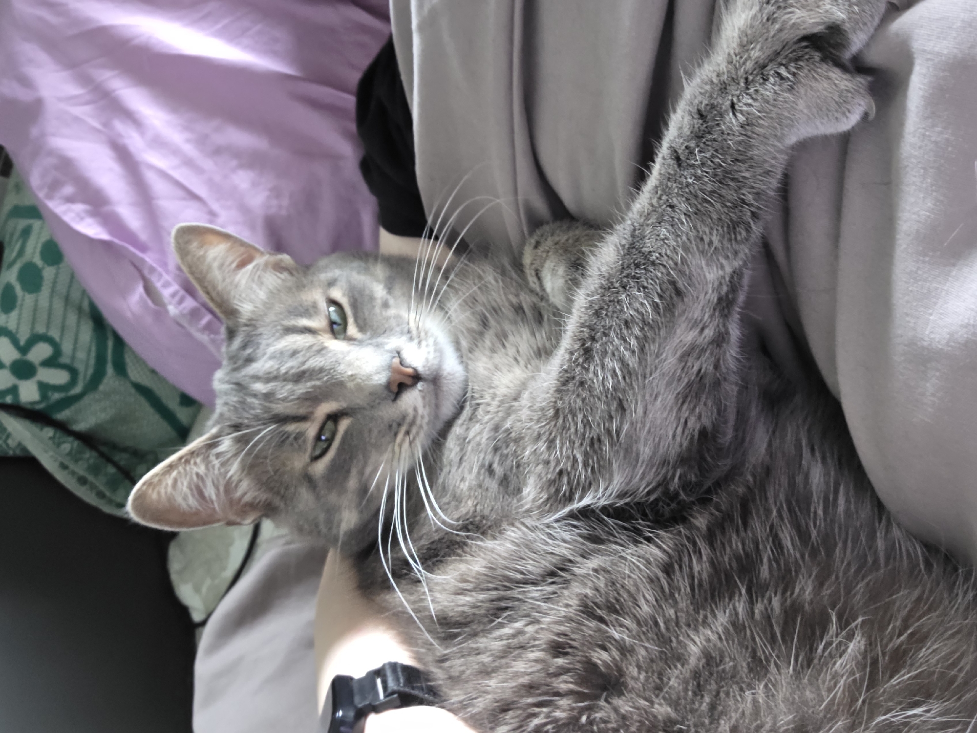 A gray tabby cat with green eyes is lying on a person's arm. The cat is facing the camera with its head tilted. The cat's front paw is extended. The person is wearing a black watch. The background includes a lavender sheet, a green blanket, and a gray blanket. The location is unknown.