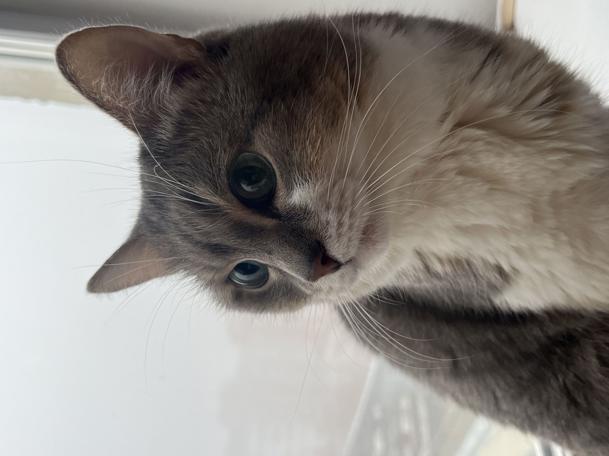 A gray and white cat stares downwards at the viewer, its head tilted to the left. It has green eyes, a pink nose, and long white whiskers. The background appears to be a white surface. There is no evidence in the image to suggest the location is Neftekamsk, Russia.