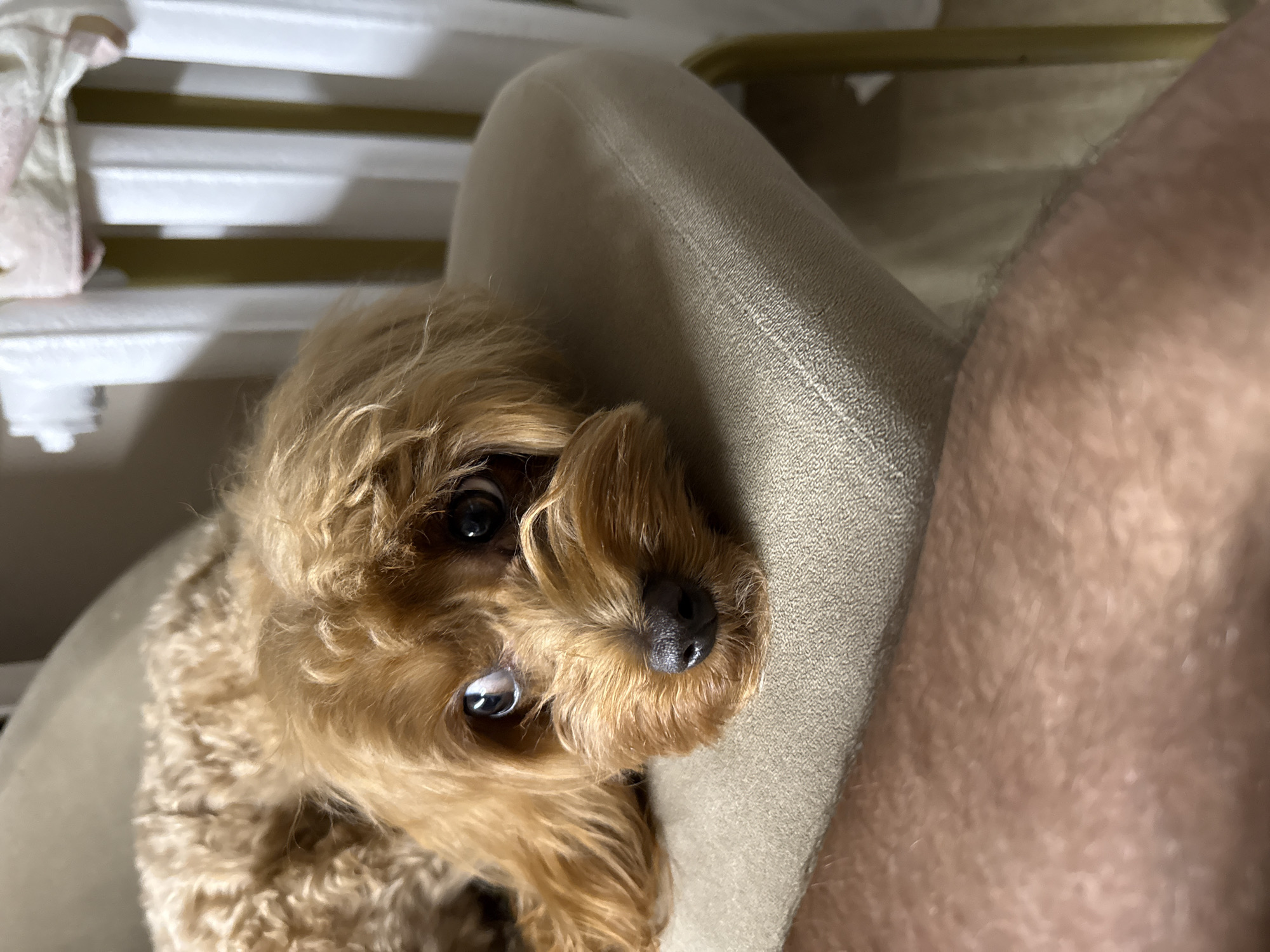 A close-up, eye-level shot features a small, tan-colored poodle with curly fur resting partially on a tan fabric surface, possibly a cushion or piece of furniture. The dog's head is tilted slightly, with its dark eyes focused towards the camera. A dark nose is visible. To the right of the dog is a portion of a person's leg. The leg has a light skin tone and sparse hairs. In the background, slightly blurred, are white slats or panels and a portion of a gold-colored frame. The environment appears to be indoors. Location is unspecified.
