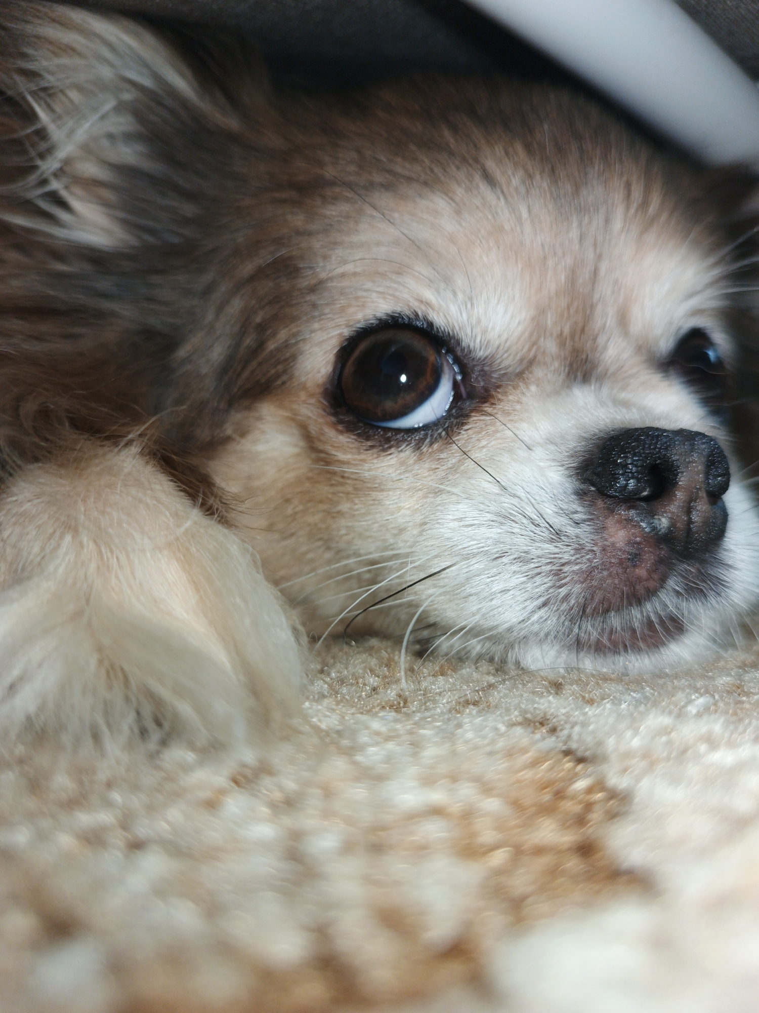 A close-up, vertical shot of a small dog's face, likely a chihuahua or similar breed. The dog is lying down on a textured, beige surface, possibly a carpet or blanket. Its head is resting on its paw, which is visible in the lower left of the frame. The dog's fur is a mix of light brown, tan, and white. Its large, dark brown eyes are looking directly at the camera, with a reflection visible in the left eye. The dog's nose is black and appears wet. The background is dark and out of focus, suggesting the dog might be in a dimly lit area or under some cover. There is no discernible information about its location in Zlatoust, Russia, or any other city.