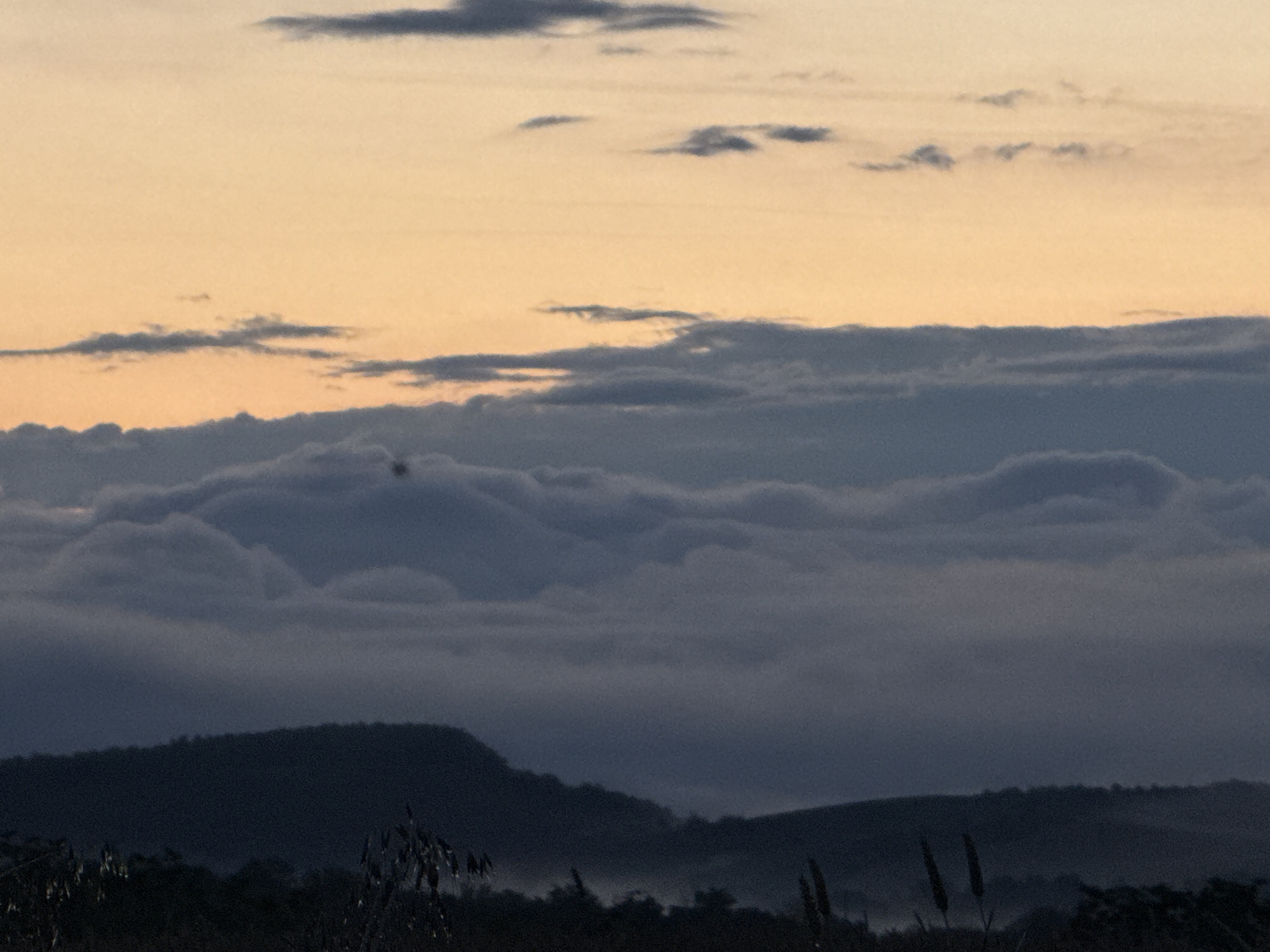 The image depicts a landscape scene at dusk or dawn. The sky is a gradient of soft orange and yellow near the horizon, transitioning to darker blues and grays higher up. Wispy clouds are present in the sky, some appearing dark and silhouetted. Below the sky, a dense layer of clouds or fog blankets the landscape, obscuring much of the terrain below. Dark, undulating hills are visible through breaks in the fog, with the very tops of the hills appearing as dark silhouettes against the lighter, misty background. In the foreground, the silhouettes of dark vegetation, possibly dried grasses or reeds, are visible, with some appearing as tall, slender stalks. The overall atmosphere is muted and serene, suggesting a natural, undeveloped environment. There are no people or man-made structures visible in the image, and no specific location is identifiable.