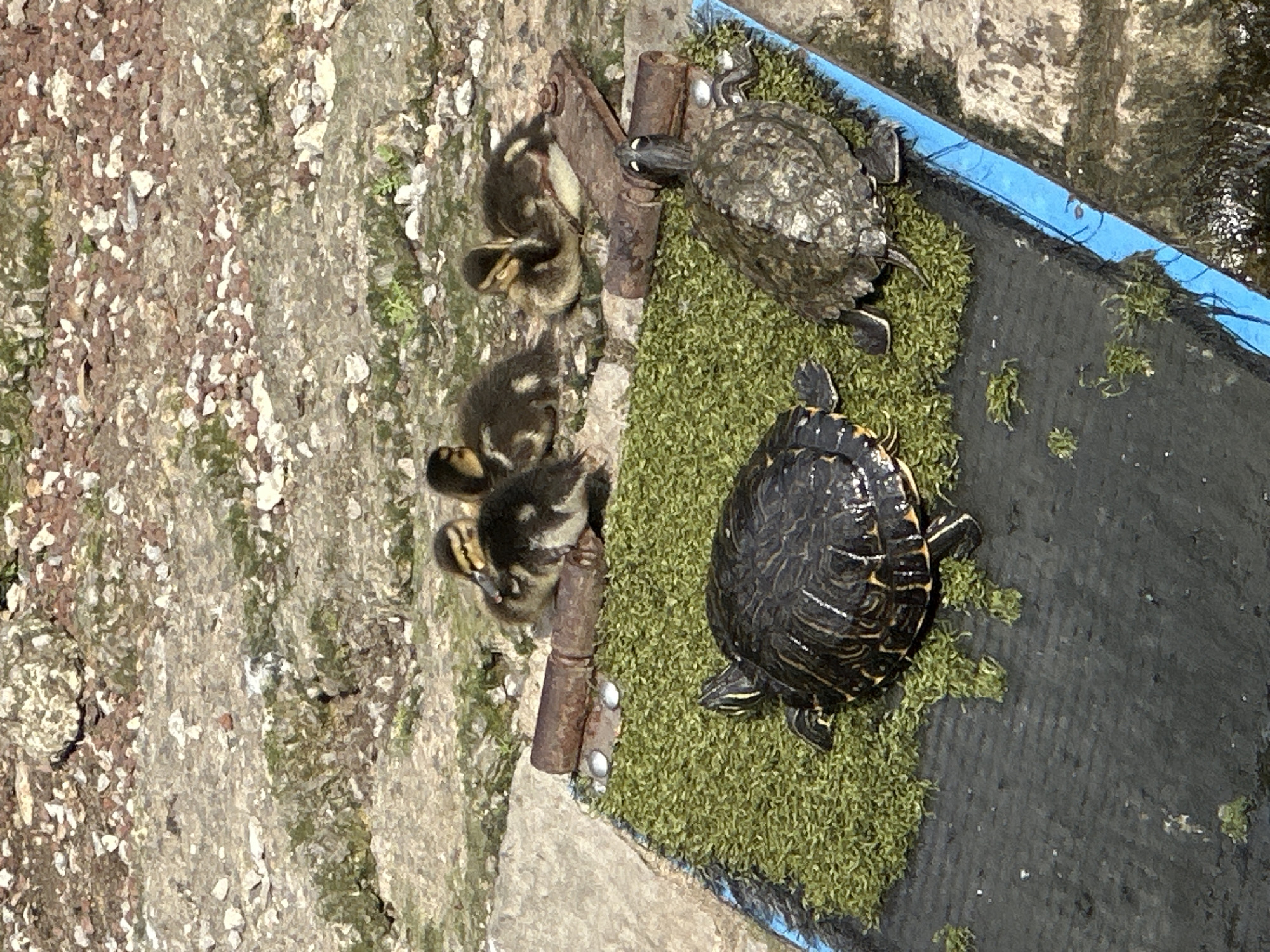 This image captures a natural scene on a sunny day, featuring four ducklings and two turtles. The ducklings, small and fluffy with brown and yellow markings, are huddled together on a rocky, uneven surface that appears to be the bank of a body of water. They are positioned above a patch of artificial turf, which is bordered by a blue edge.
Two turtles are resting on the artificial turf. The turtle on the left has a dark shell with yellow markings, and the turtle on the right has a greyish-brown shell with yellow stripes on its head and legs. Both turtles appear to be basking. The surrounding environment is a mix of rough stone, pebbles, and patches of moss or low-lying vegetation, suggesting an outdoor setting near water. There is no indication of the specific location within the city of Oviedo, Spain.