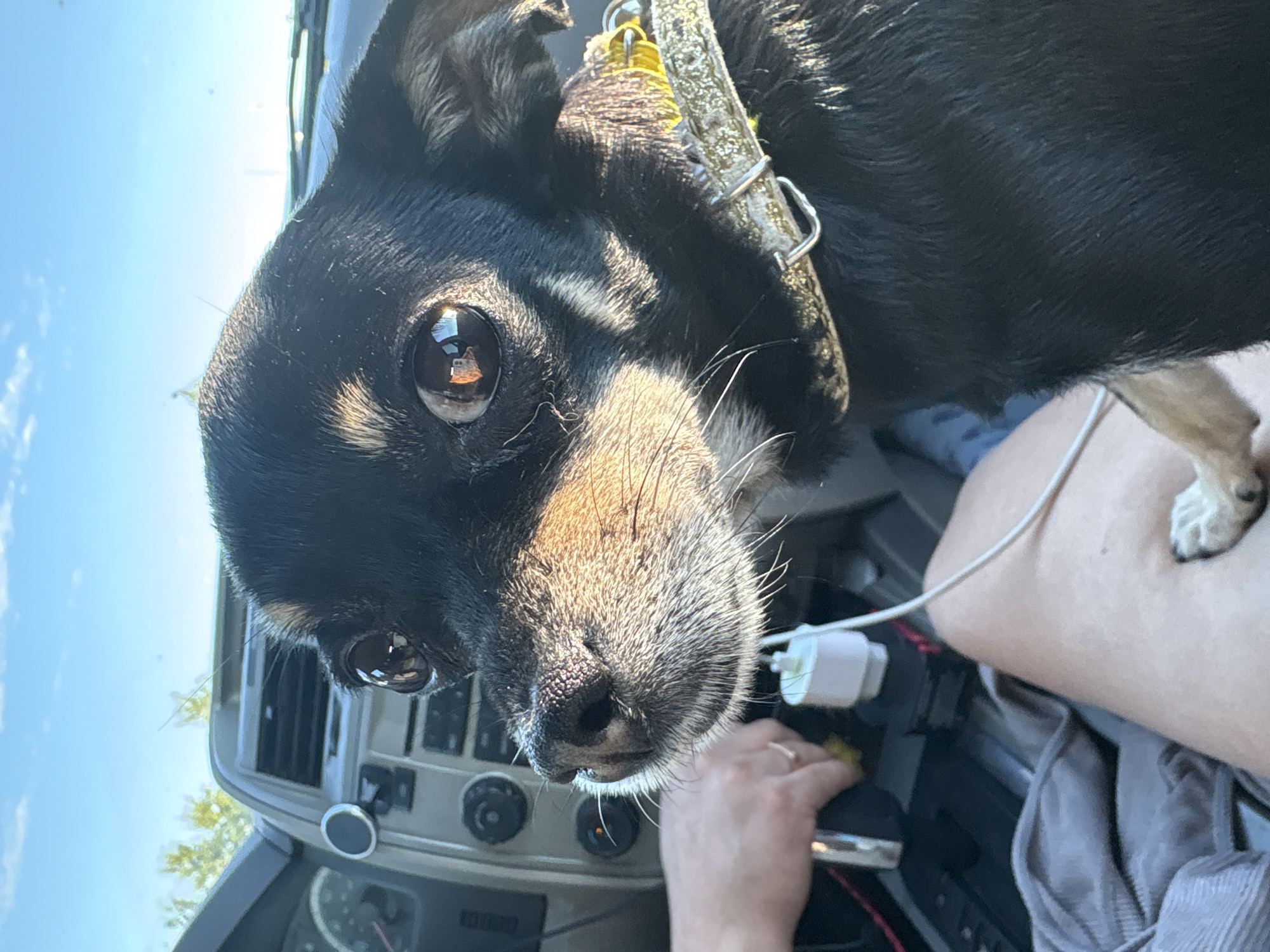 A black and tan Chihuahua, wearing a sparkly yellow collar, sits in the passenger seat of a car. The dog is looking to the left, with large, expressive eyes. The car's dashboard is visible behind the dog, with a car charger plugged into the center console. A person's hand is reaching towards the charger. The car appears to be parked in an outdoor location, possibly during the daytime, as suggested by the bright sunlight and blue sky visible through the car windows. The image was taken on a sunny day in Ostrovskoye, Russia.