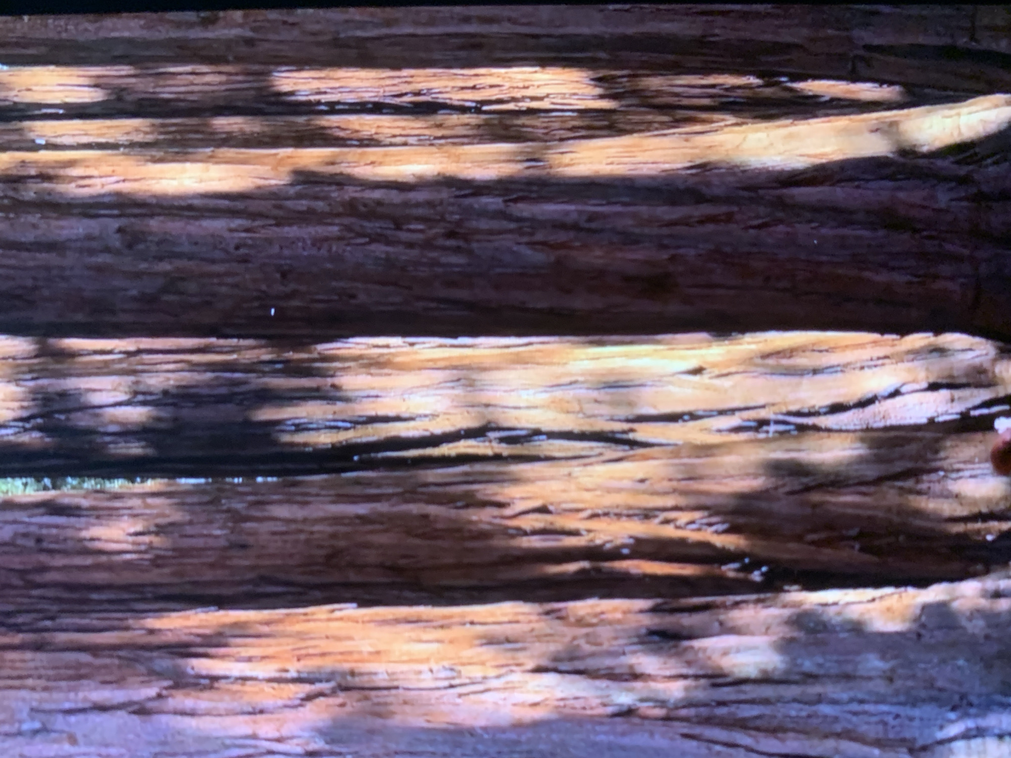 The image displays a close-up view of several redwood trees standing in a dense forest. The texture of the bark is highly detailed, showing deep vertical grooves and rough surfaces. Sunlight filters through the canopy, casting dappled shadows and highlighting the reddish-brown and golden hues of the wood. The arrangement of the trees suggests a natural, unmanaged environment. There is no indication that this image is located in the city of Stavropol, Russia.