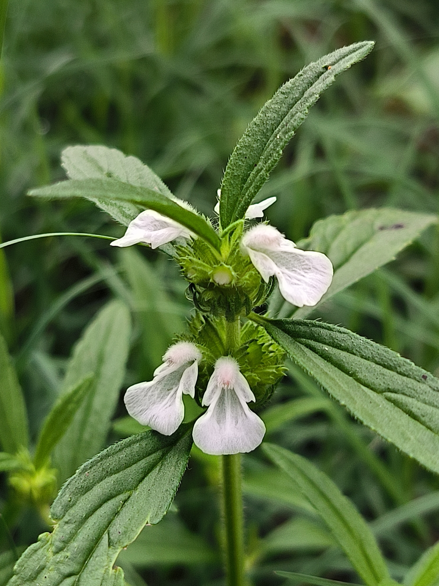This is a close-up, outdoor, eye-level, vertical shot of a flowering plant. The plant has green, serrated leaves and small, delicate white flowers with pinkish centers. The flowers have a distinctive lip shape. The background is blurred green foliage, suggesting a natural setting. The overall impression is one of a wild or garden plant in bloom. No specific location in Lhokseumawe, Indonesia, can be determined from the image alone.