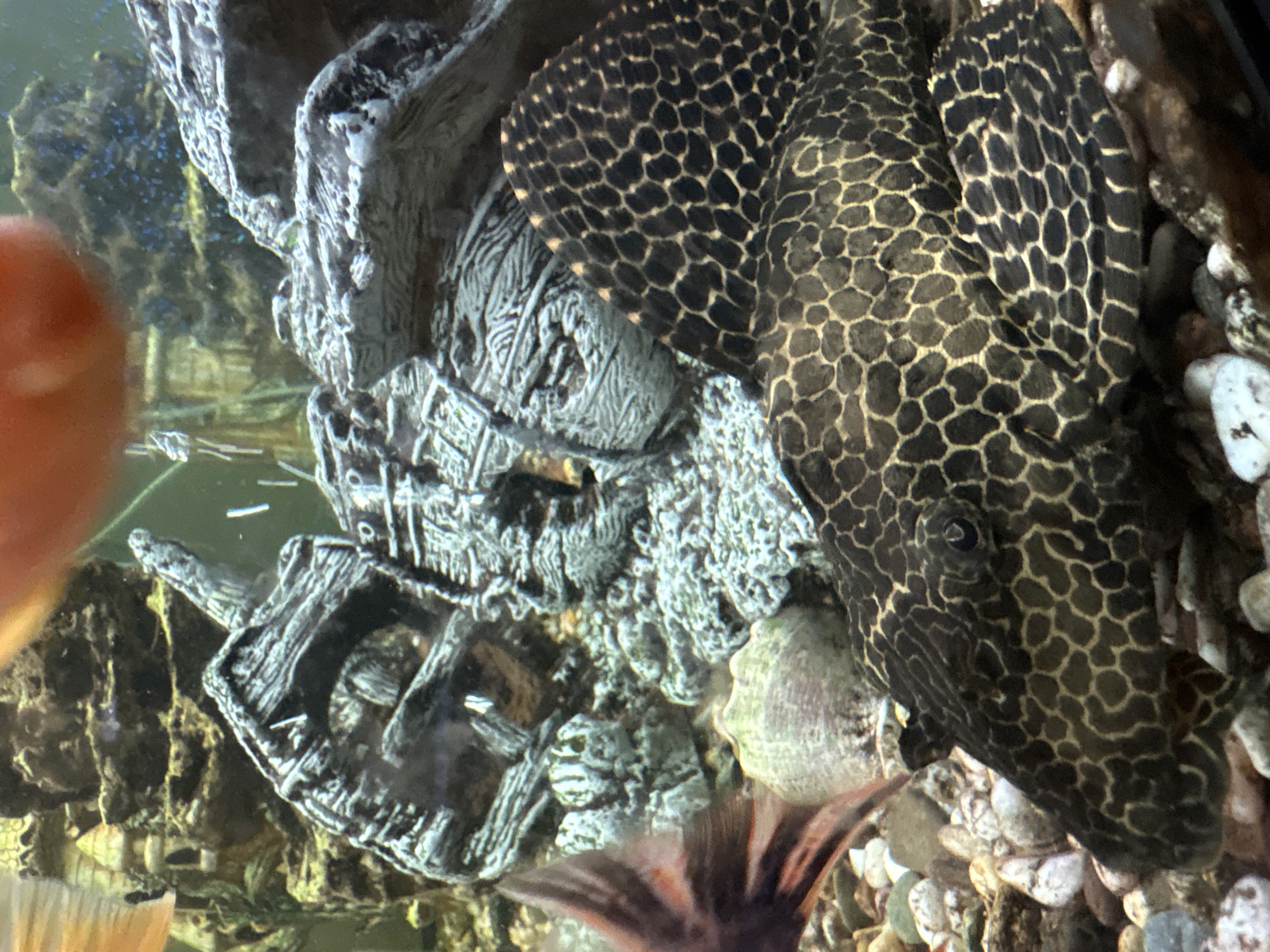 This is a close-up, high-angle, eye-level shot of an aquarium. The foreground is dominated by a large plecostomus fish with a distinctive black and yellow patterned body, its head facing left. To the left of the plecostomus, a portion of another fish's reddish-brown tail fin is visible. The background features a collection of aquarium decorations, including a grey, weathered-looking castle or ruin structure, and a light green, textured shell-like object. The substrate of the aquarium is composed of small, multi-colored pebbles and rocks. The lighting appears to be coming from above and possibly from the side, creating some reflections on the aquarium glass and illuminating the scene. The environment is aquatic and appears to be a freshwater aquarium. There is no indication of the city of Pavlovo, Russia, or any other geographical location.