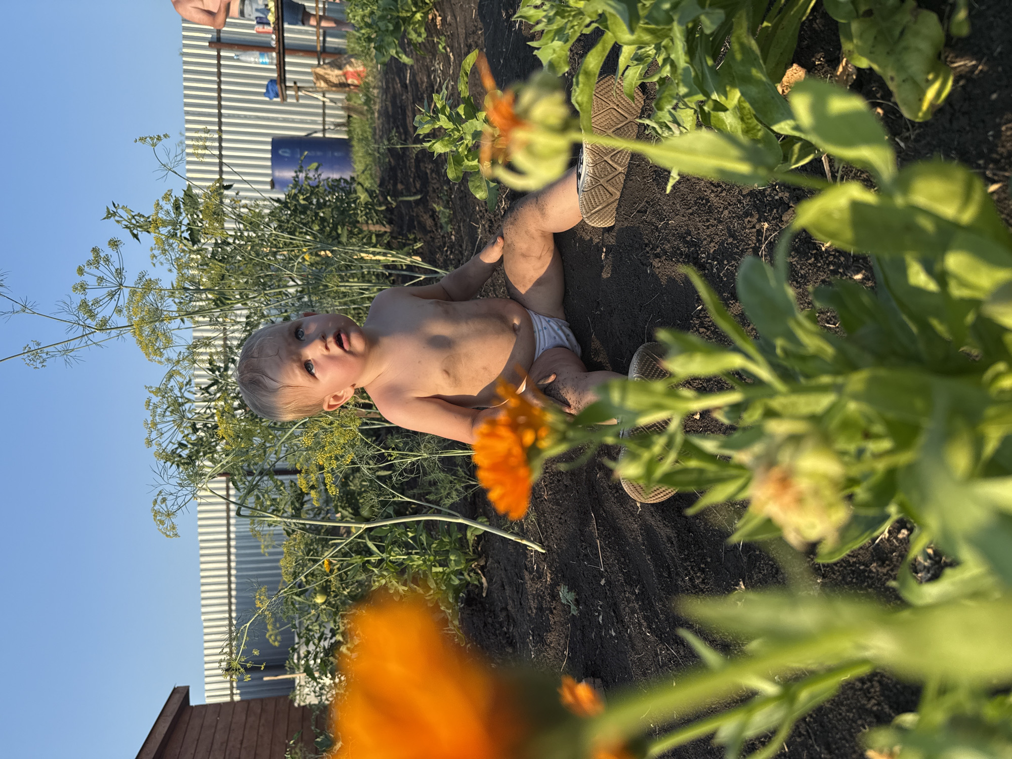 A young child, approximately 1-2 years old, sits in a garden in Otradny, Russia. The child is shirtless, wearing a diaper, and appears to have dirt on their skin and legs. They are looking upwards and to the right. In the foreground, out-of-focus orange flowers are visible. Behind the child, there are plants, including dill, and a corrugated metal fence. To the left, a small wooden shed is visible. In the background, beyond the fence, a person is standing near a table with a blue barrel and other items. The scene is illuminated by natural sunlight, suggesting it is daytime.