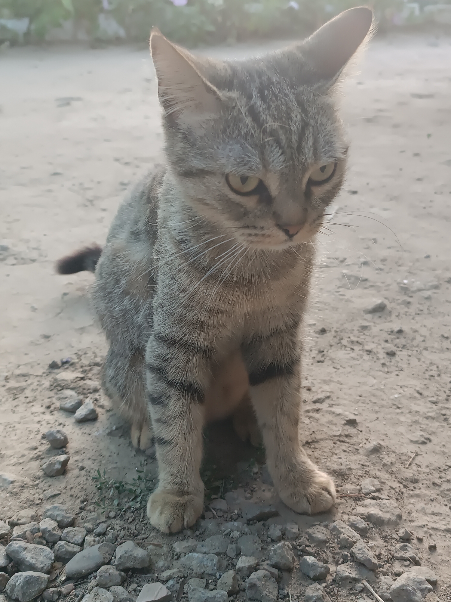 A medium shot captures a tabby cat sitting on a dirt path strewn with small stones and sparse green weeds. The cat is facing slightly to the right of the camera, with its head tilted downwards. Its fur displays a pattern of grey and black stripes. The background consists of a blurred expanse of dry dirt and a hint of distant greenery. The lighting suggests it is late afternoon or early morning, with a soft, diffused sunlight illuminating the scene. This image was taken in Vypasne, Ukraine.