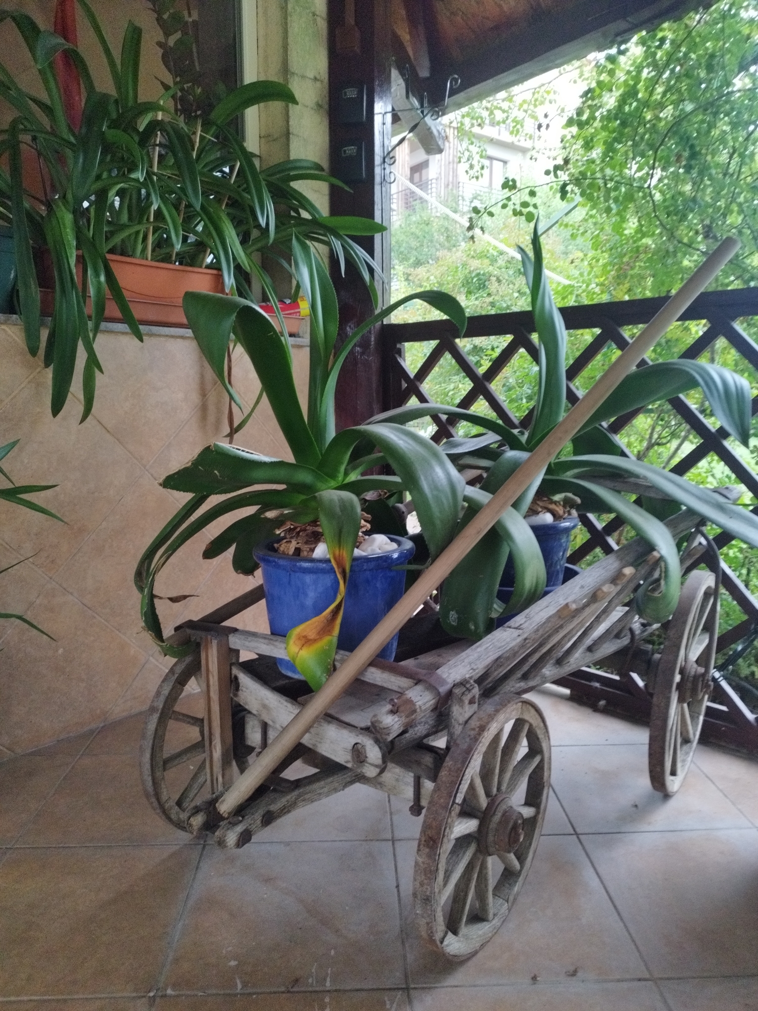 The image depicts a rustic, wooden cart with two large wheels, positioned on a tiled porch. The cart holds three potted plants, two of which are large and leafy green, with one having a yellowed, drooping leaf. A long wooden pole is leaning across the cart and plants. In the background, a dark brown wooden railing with a diamond pattern separates the porch from a leafy green outdoor environment, suggesting a balcony or veranda. Behind the railing, trees and a building are visible. The overall scene conveys a sense of natural tranquility and perhaps a slightly aged, decorative outdoor space. There is no indication of the specific location within Bucharest, Romania.