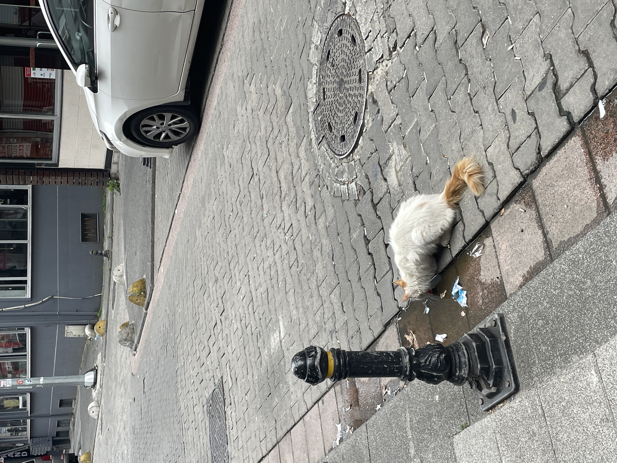 A long-haired, white cat with ginger markings on its tail and face is drinking from a puddle of water on a cobblestone street. The cat is lying on its side in the puddle, with its head down. In the background, a white car is parked on the street, and buildings line the sidewalk. A black lamppost with a yellow band stands to the left of the cat. The scene appears to be in Kadıköy, Turkey, likely on a street with a mix of residential and commercial buildings. The overall impression is one of a typical urban street scene in Turkey, with stray animals common in such environments.
