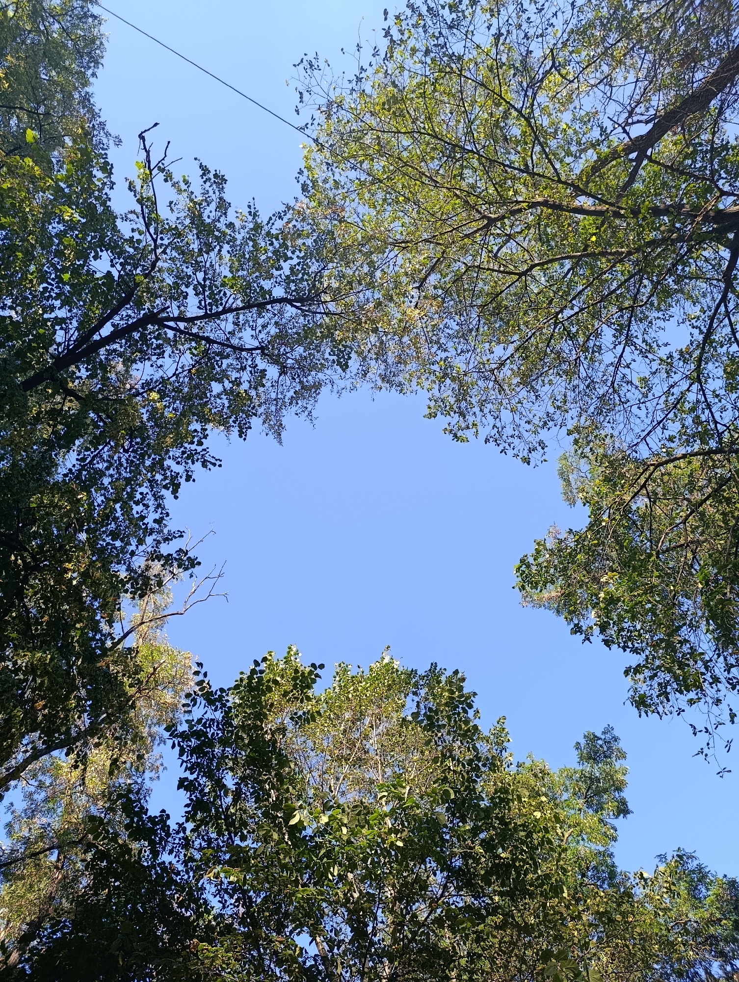 A low-angle, full shot shows a clear blue sky framed by the branches and leaves of tall trees. The foliage is dense in some areas and sparser in others, with the leaves appearing green and healthy. A single black wire stretches diagonally across the top portion of the sky. The scene suggests an outdoor environment, possibly a park or wooded area. The location is not specified beyond "Unknown, Unknown." There are no people or animals visible in the image.