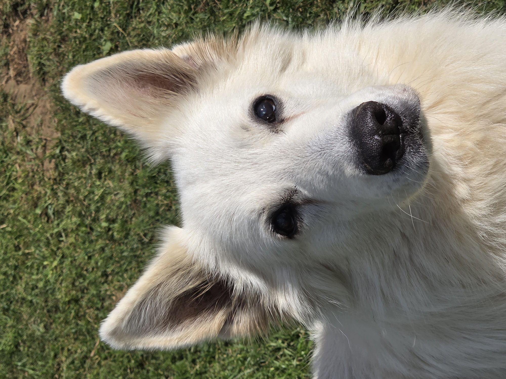 A close-up, head-on shot captures a white German Shepherd dog's face against a blurry green grassy background. The dog's eyes are dark and alert, its nose is black and wet, and its ears are pointed and alert. The fur is thick and fluffy, with some light brown markings around the ears and muzzle. The lighting suggests it is daytime and the dog is outdoors. The location is not specified as being in the city of Речицы, Russia.
